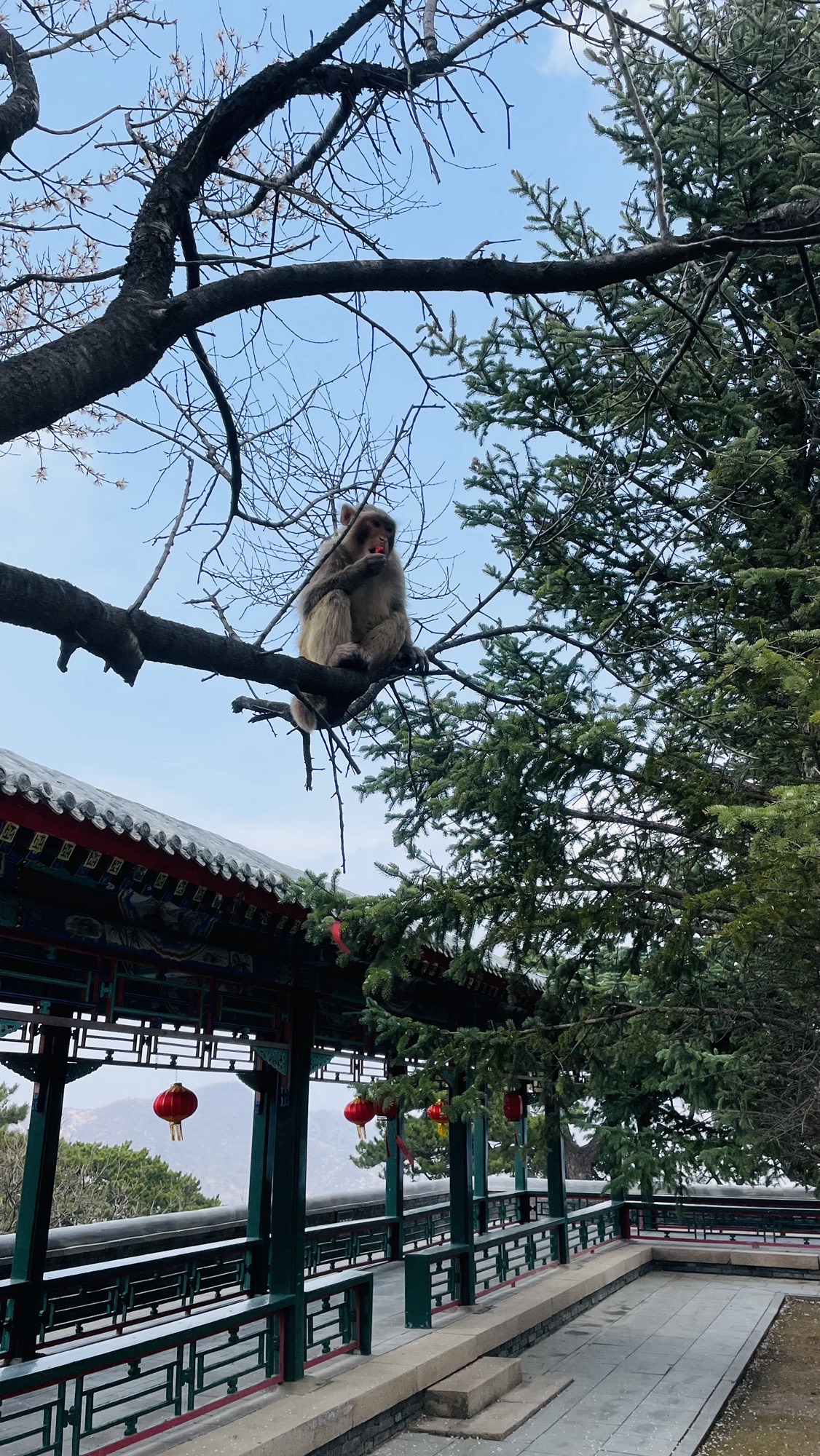金顶妙峰山旅行图片 1
