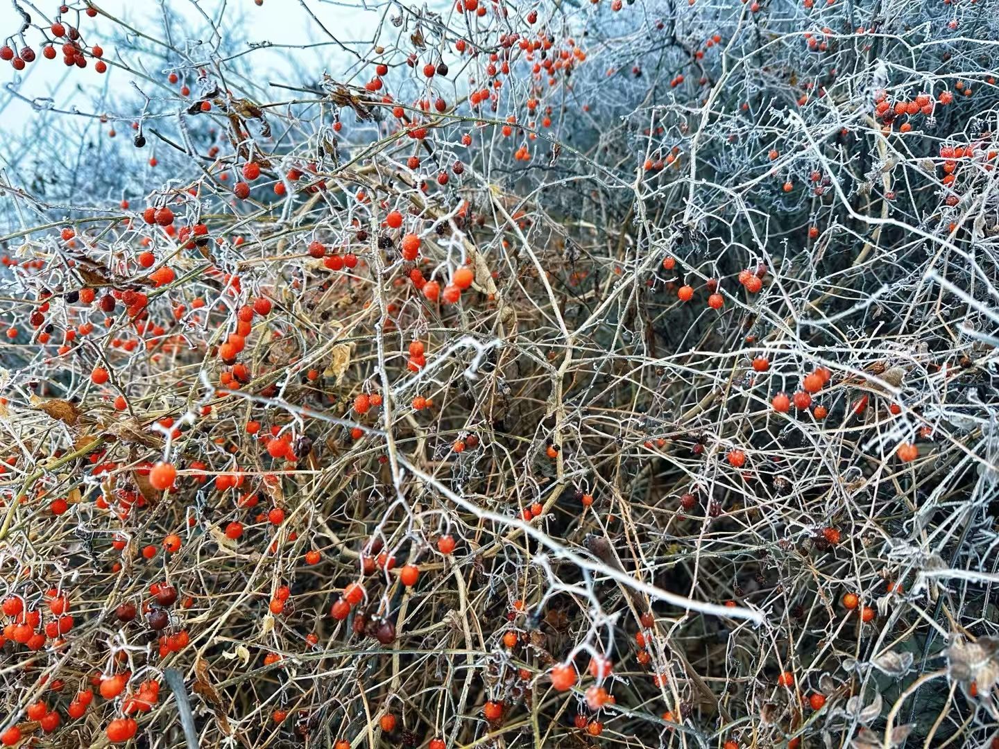 金顶妙峰山旅行图片 3