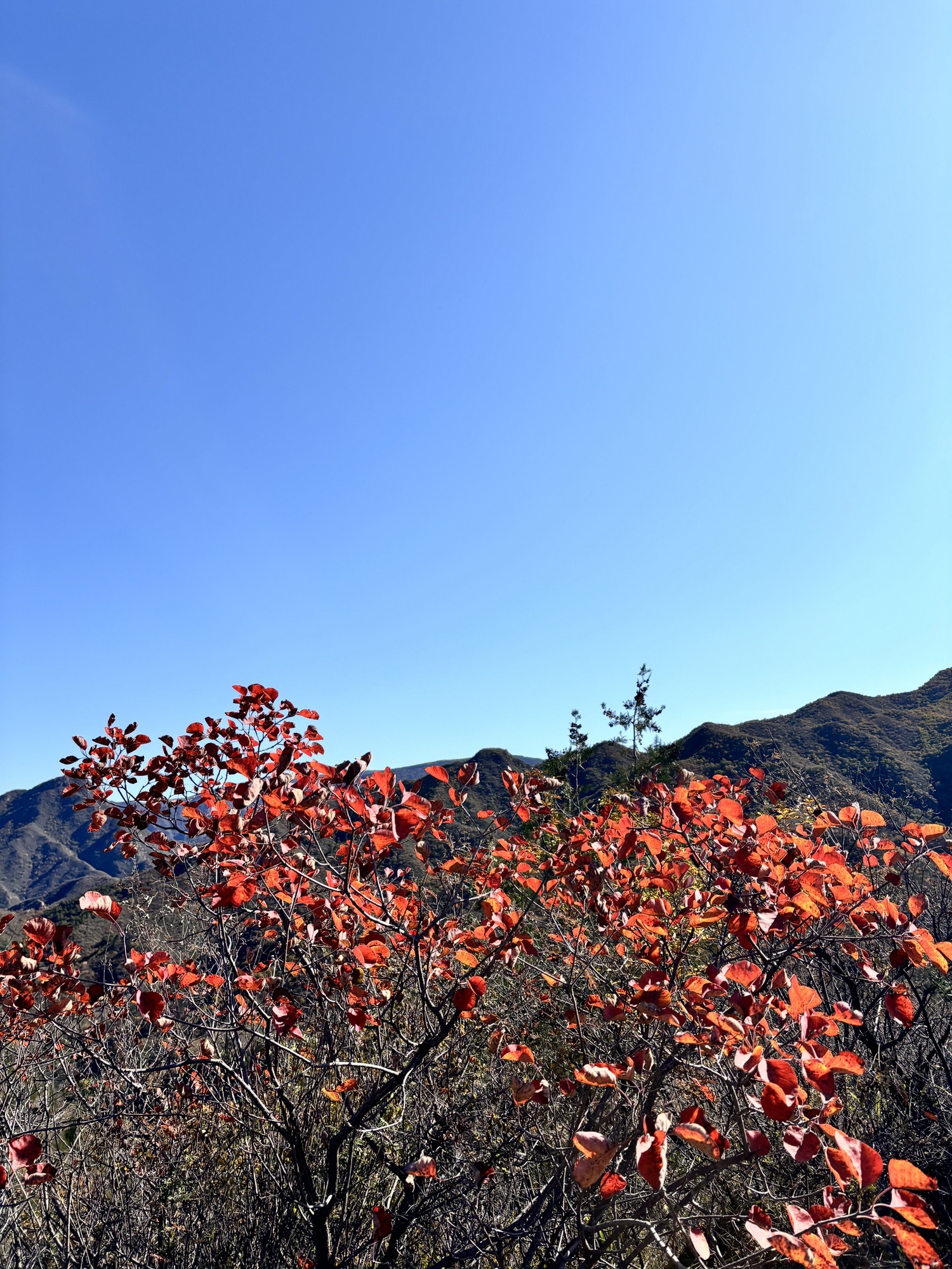 西达摩自然风景区旅行图片 3