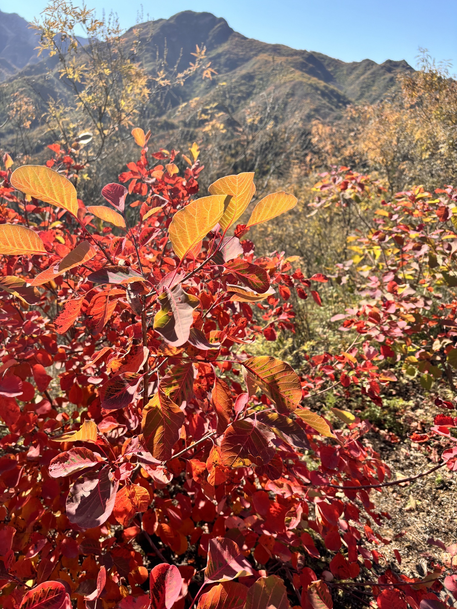 西达摩自然风景区旅行图片 2
