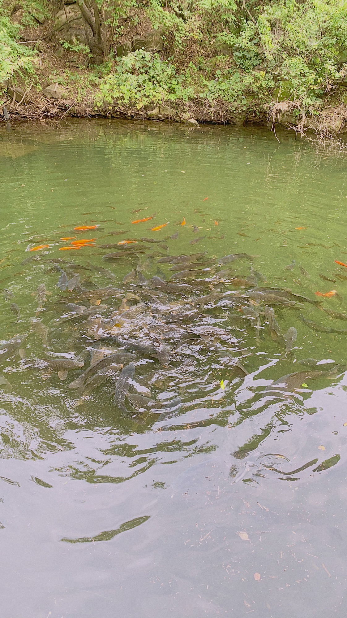 神堂峪自然风景区旅行图片 2