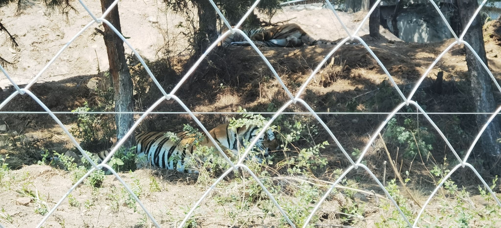 八达岭野生动物世界旅行图片 1