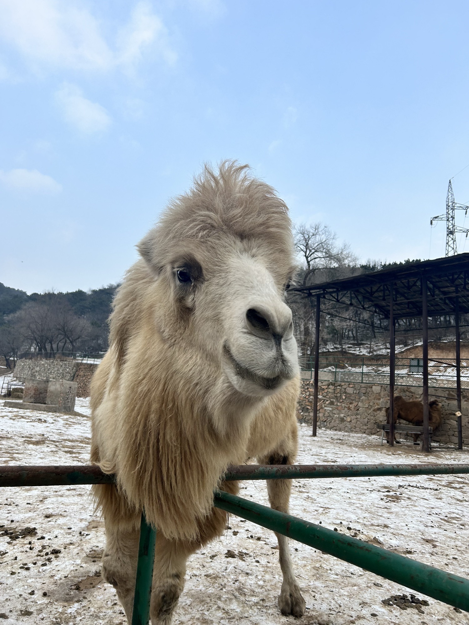 八达岭野生动物世界旅行图片 2