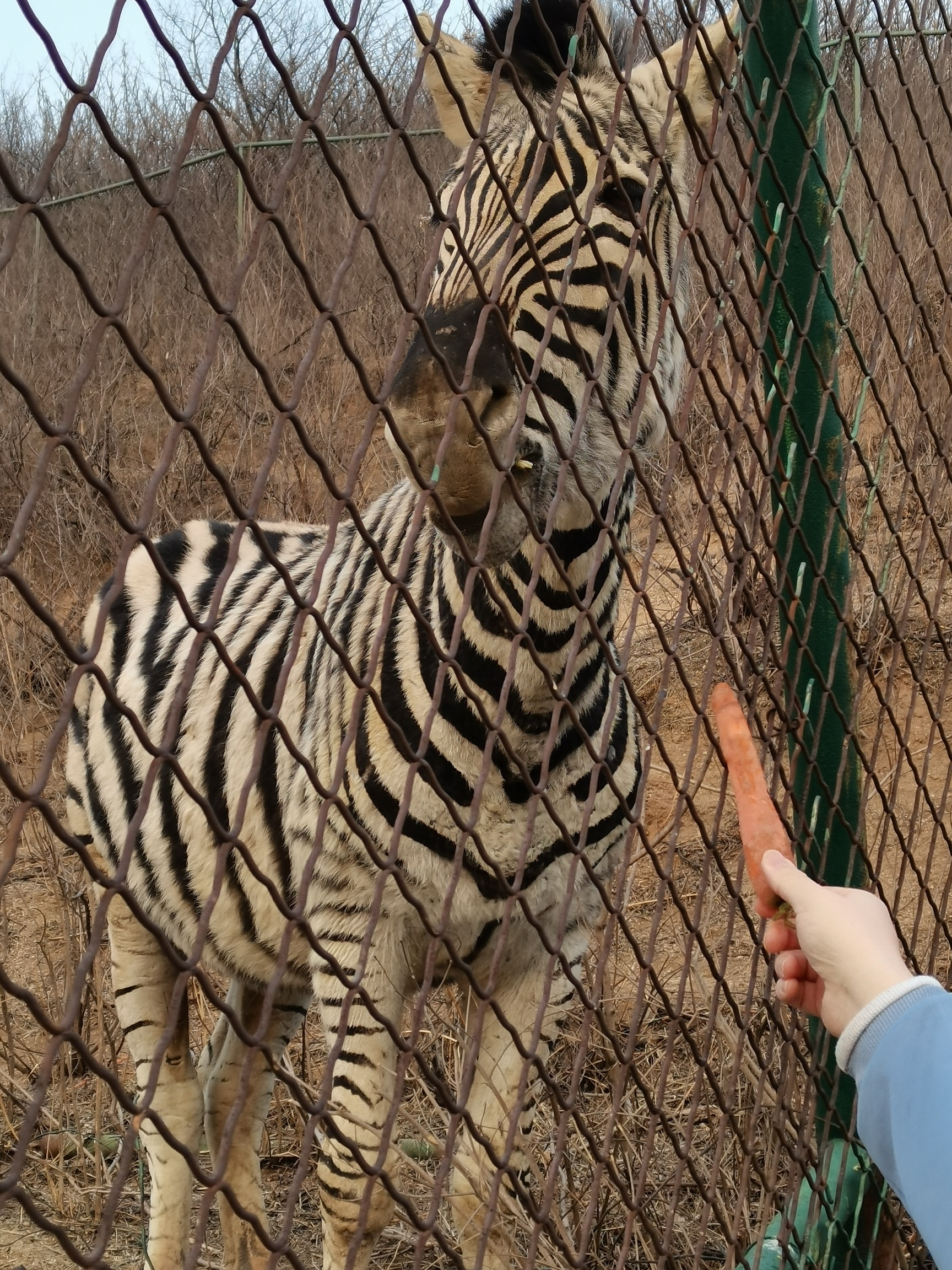 八达岭野生动物世界旅行图片 1