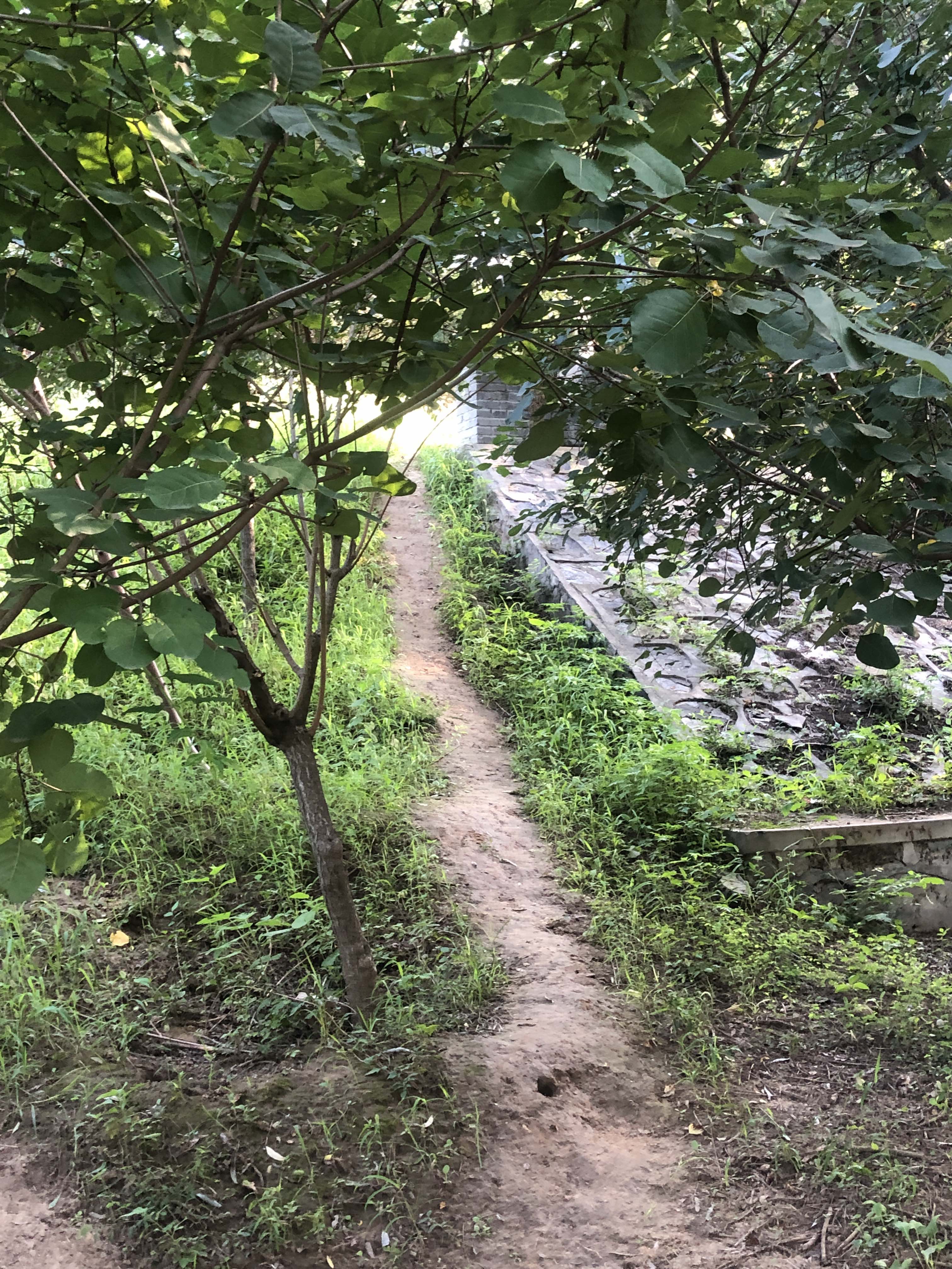 密檐塔旅行图片 3