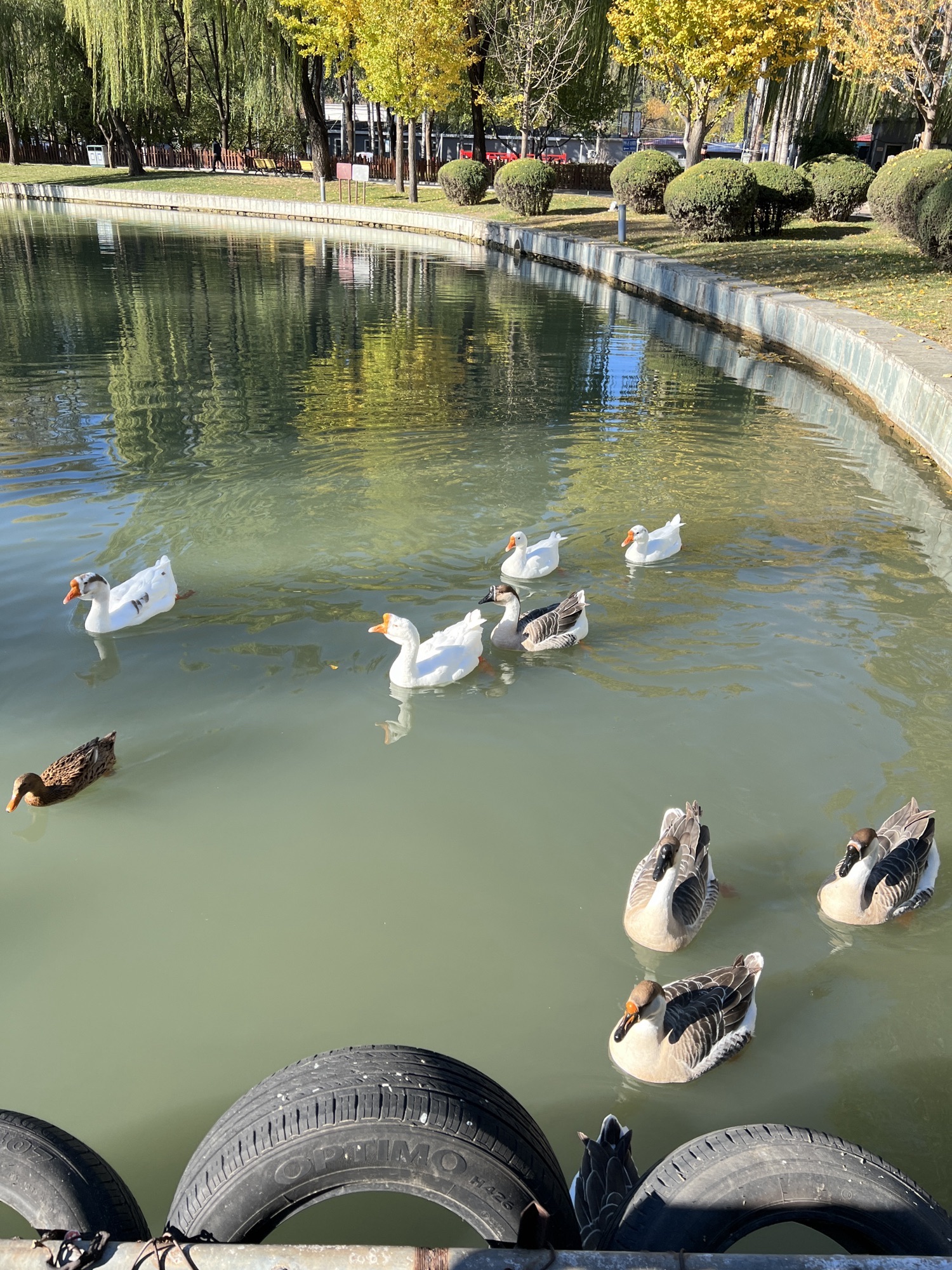 卧龙公园旅行图片 3