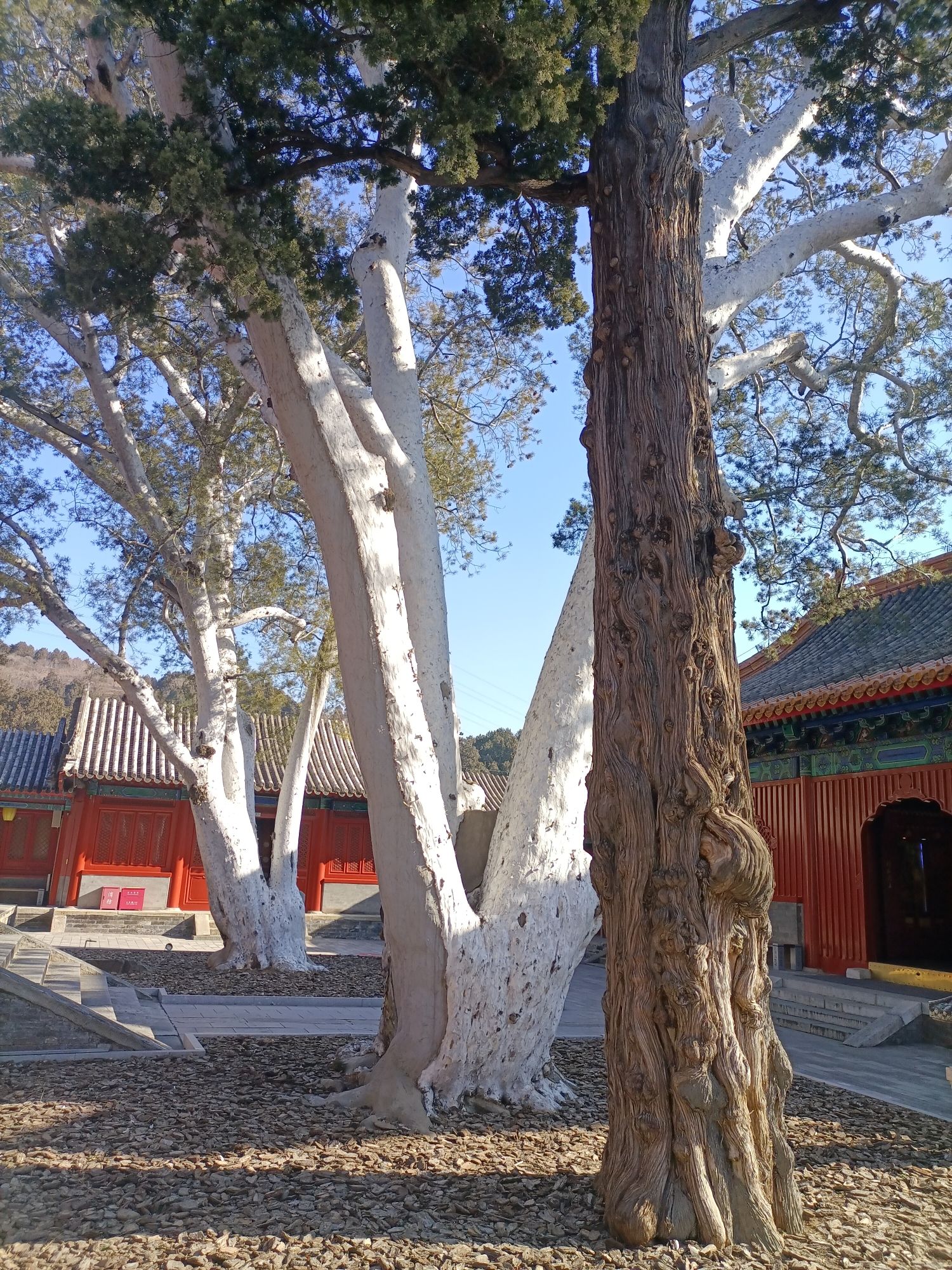 法海寺森林公园旅行图片 3