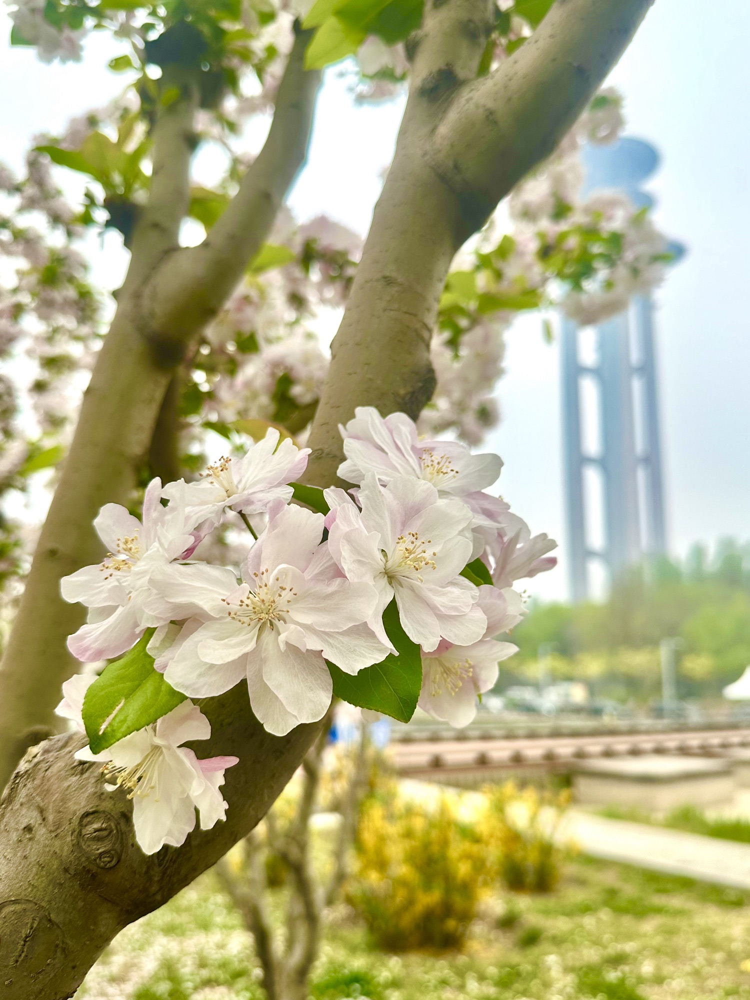 北京奥林匹克公园-碧玉公园