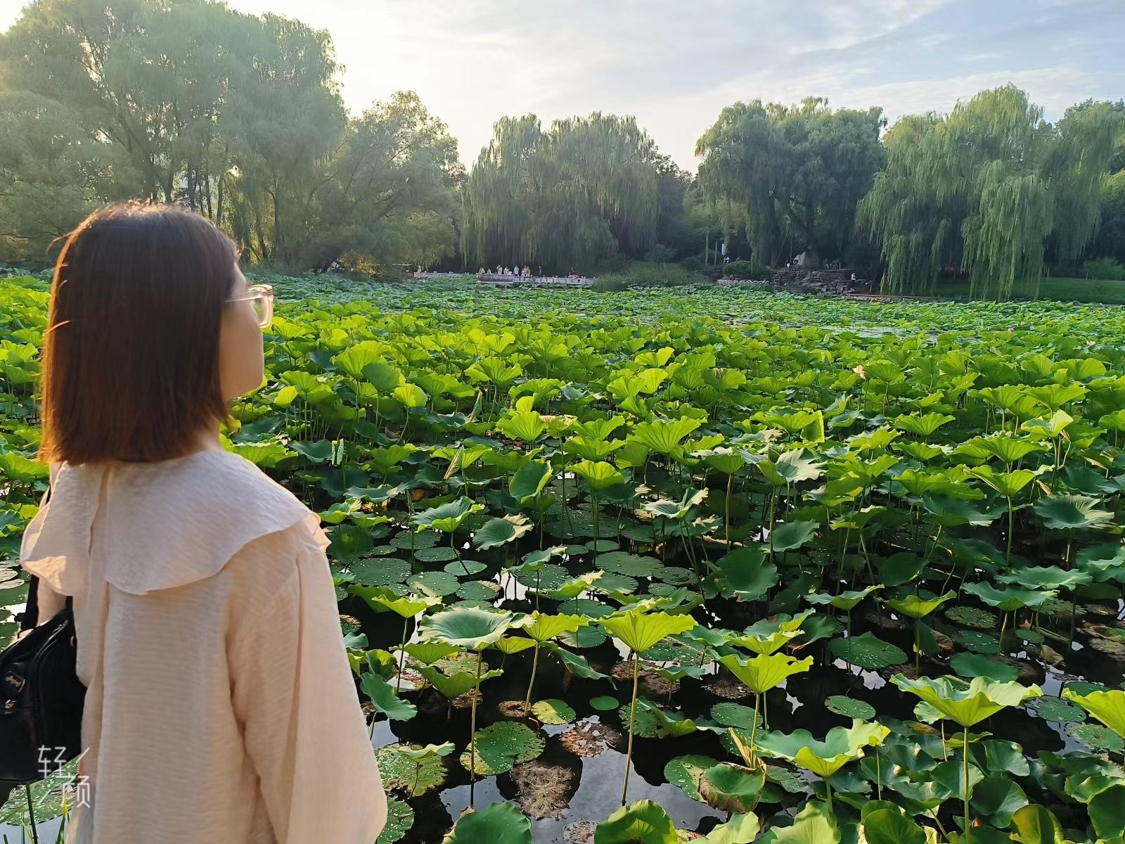 紫竹院公园旅行图片 3