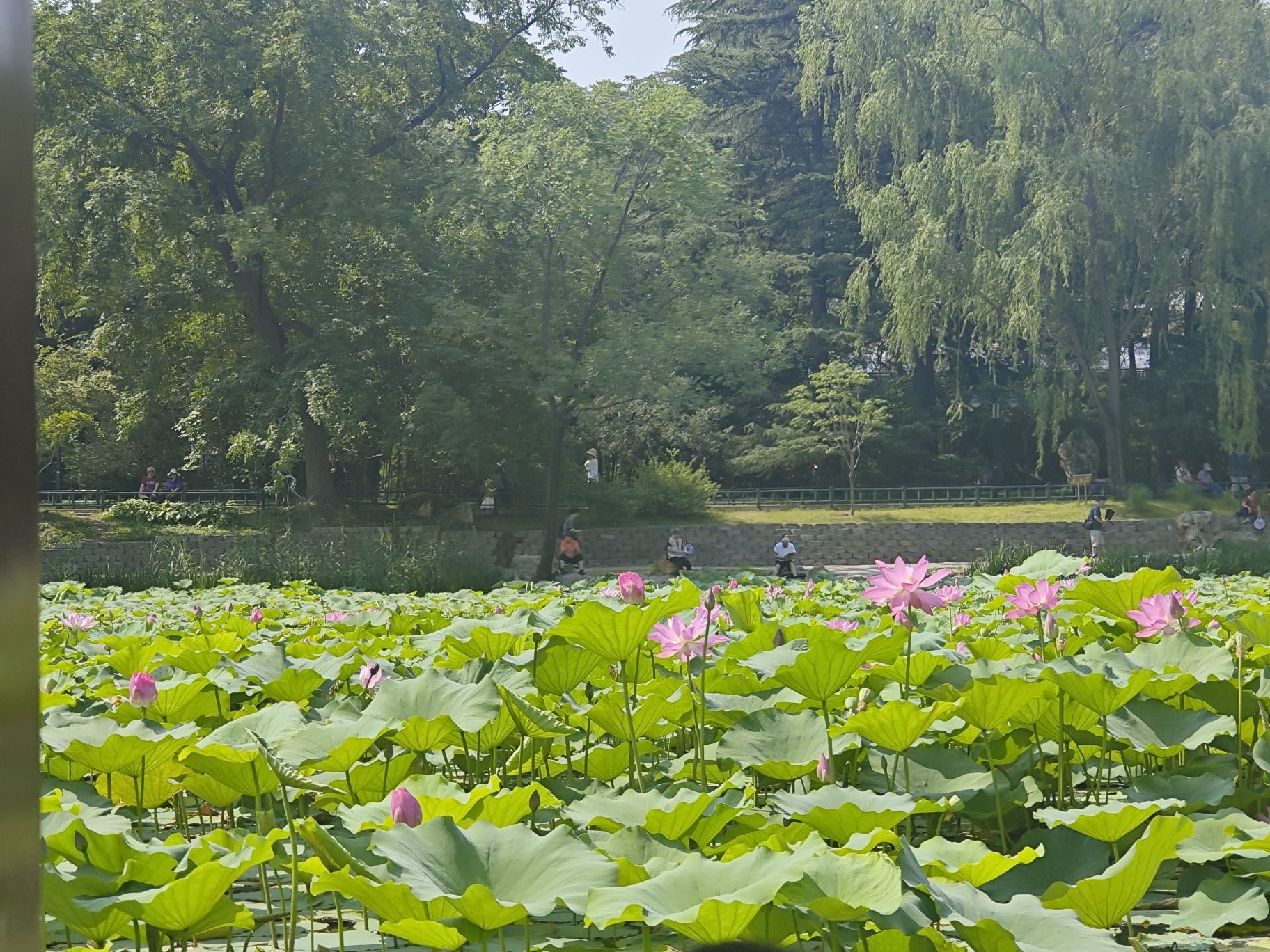 紫竹院公园旅行图片 3