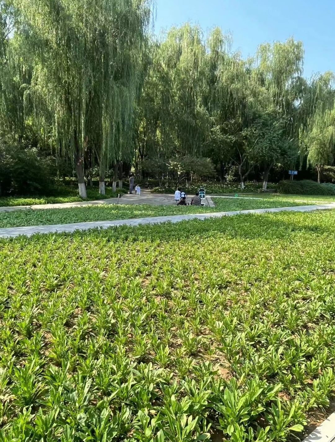 黄村公园旅行图片 3