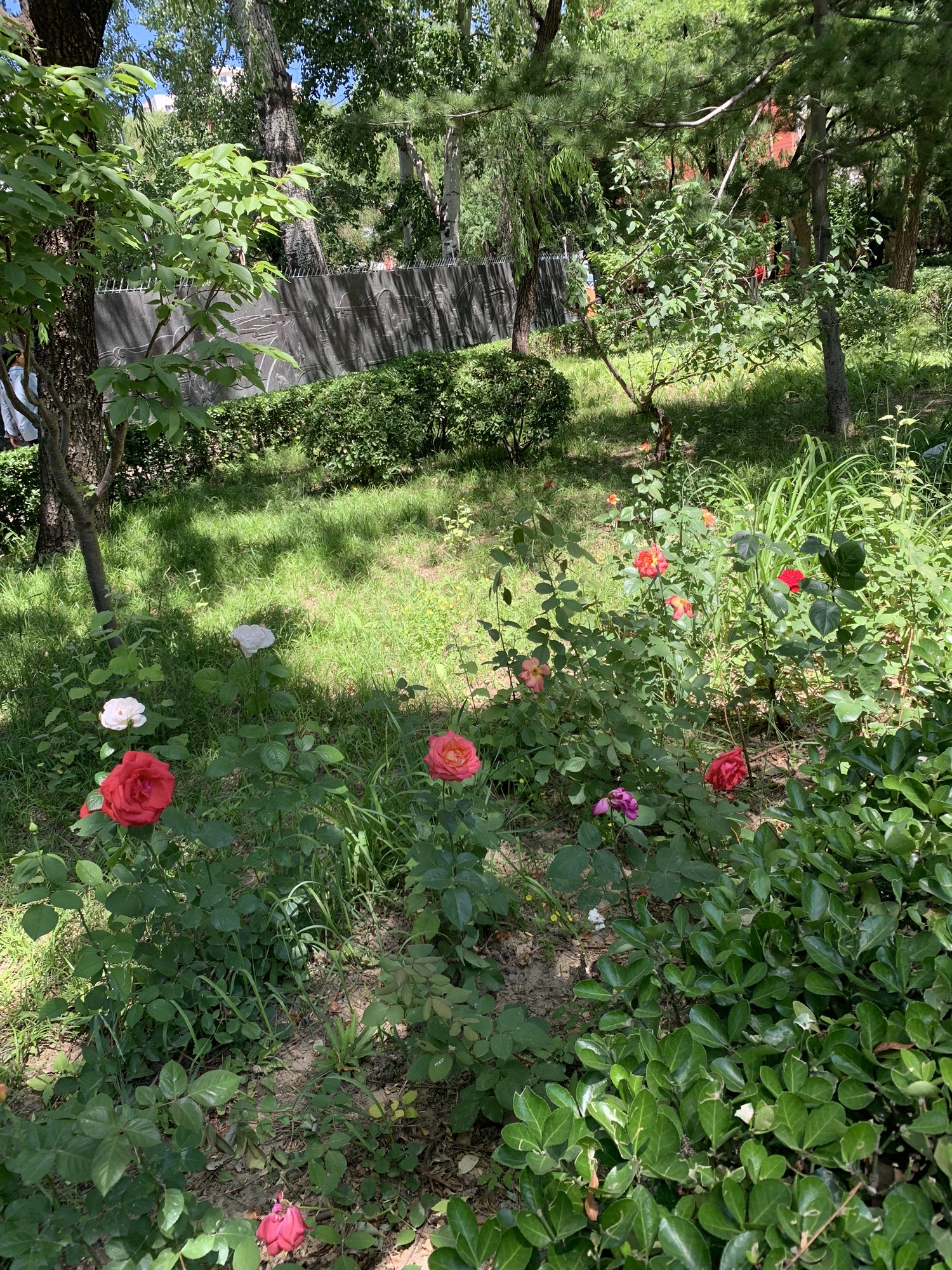 知春公园旅行图片 3