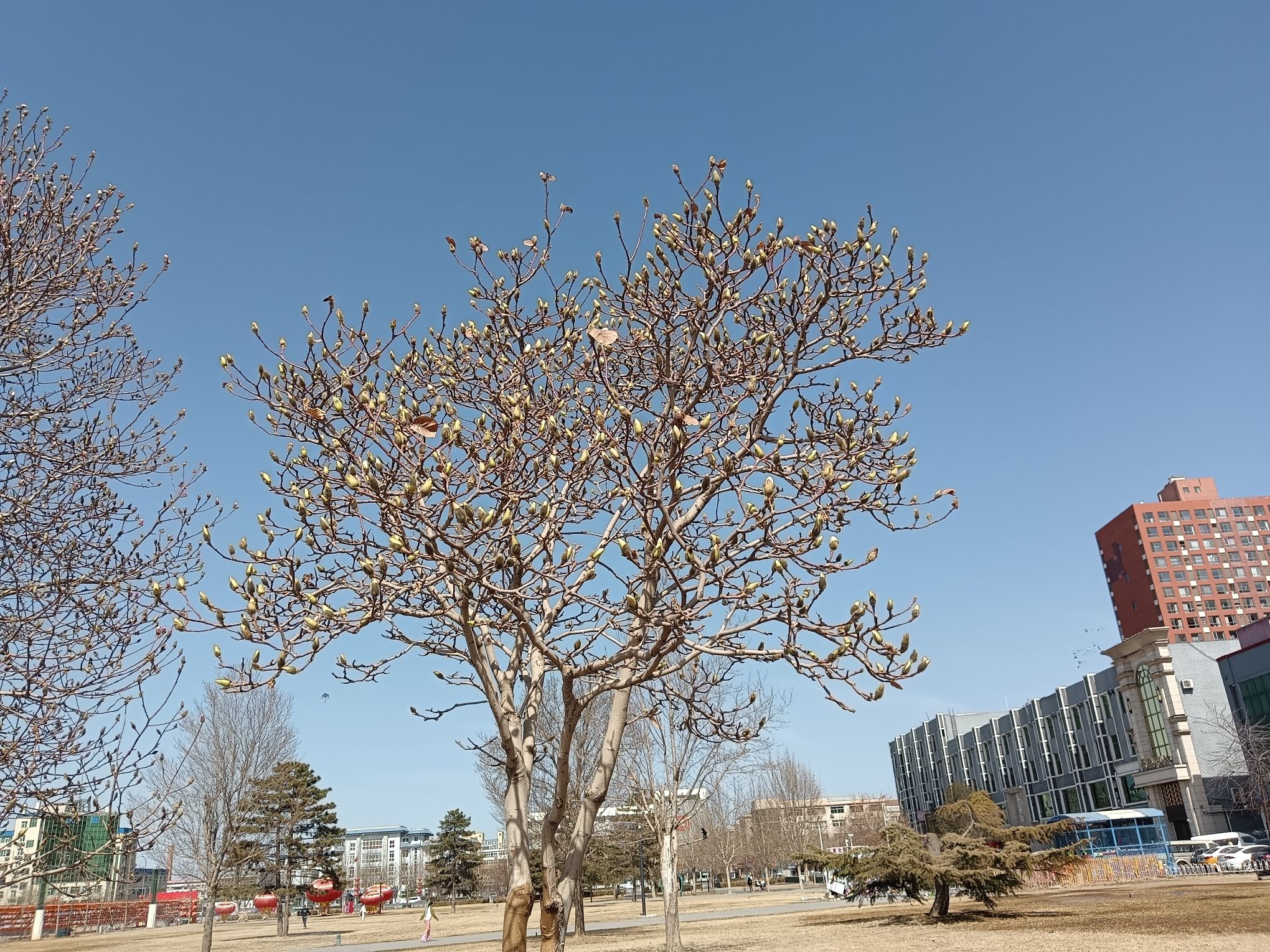 平谷世纪广场旅行图片 1