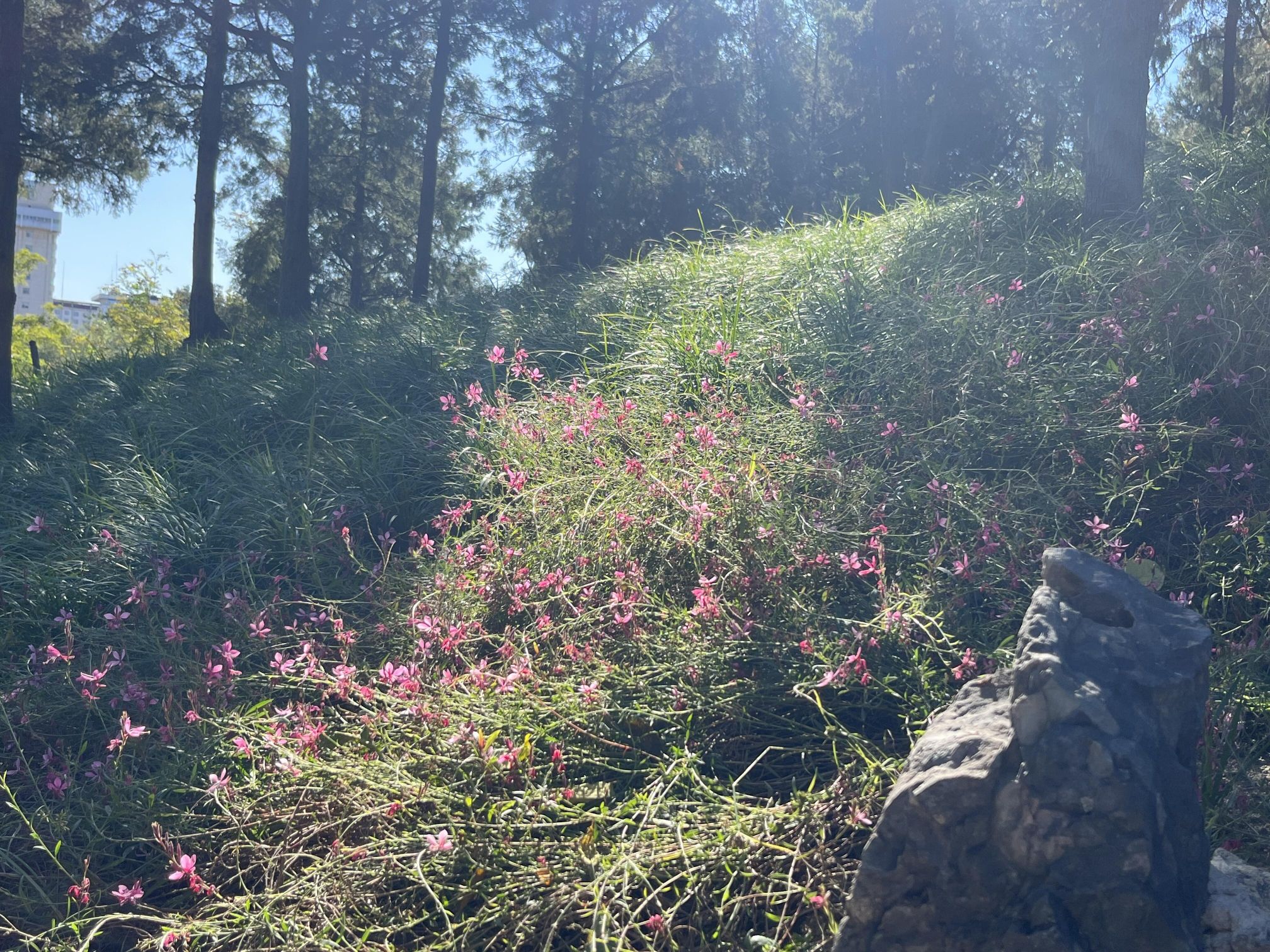 东单公园旅行图片 2