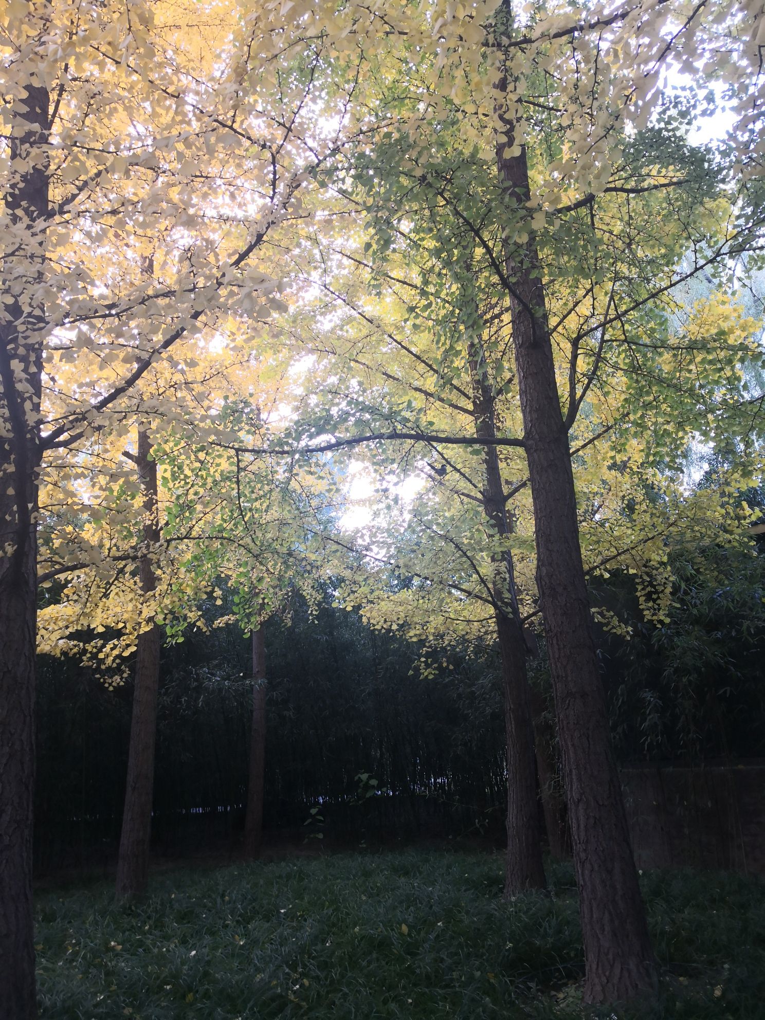 北滨河公园旅行图片 3
