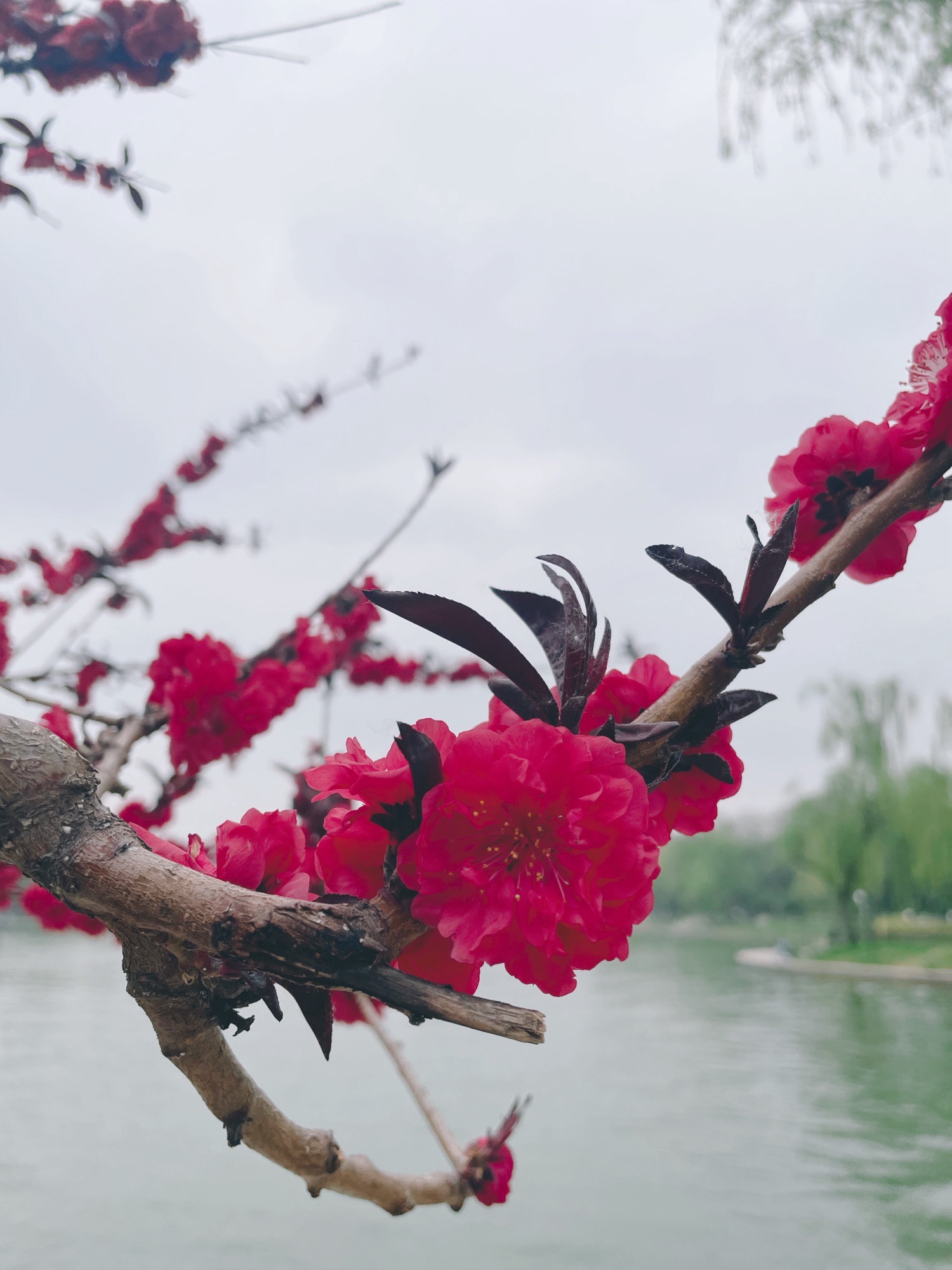 陶然亭公园旅行图片 3