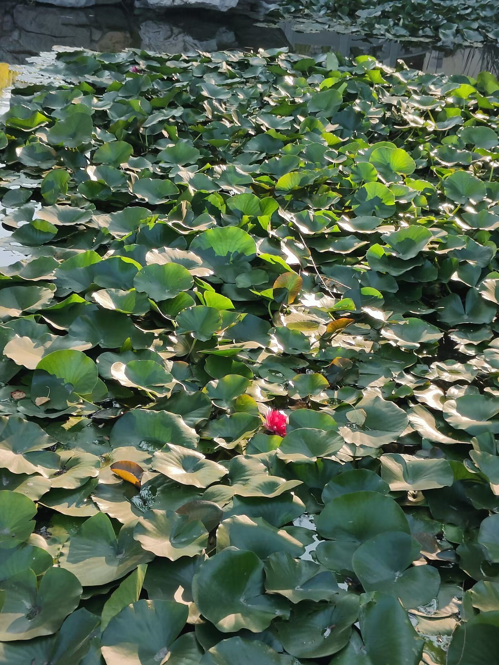 陶然亭公园旅行图片 3