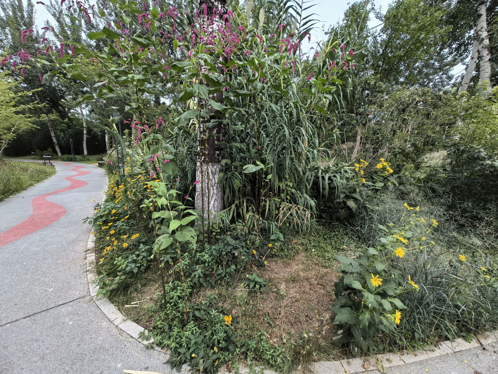 莲花池公园旅行图片 2