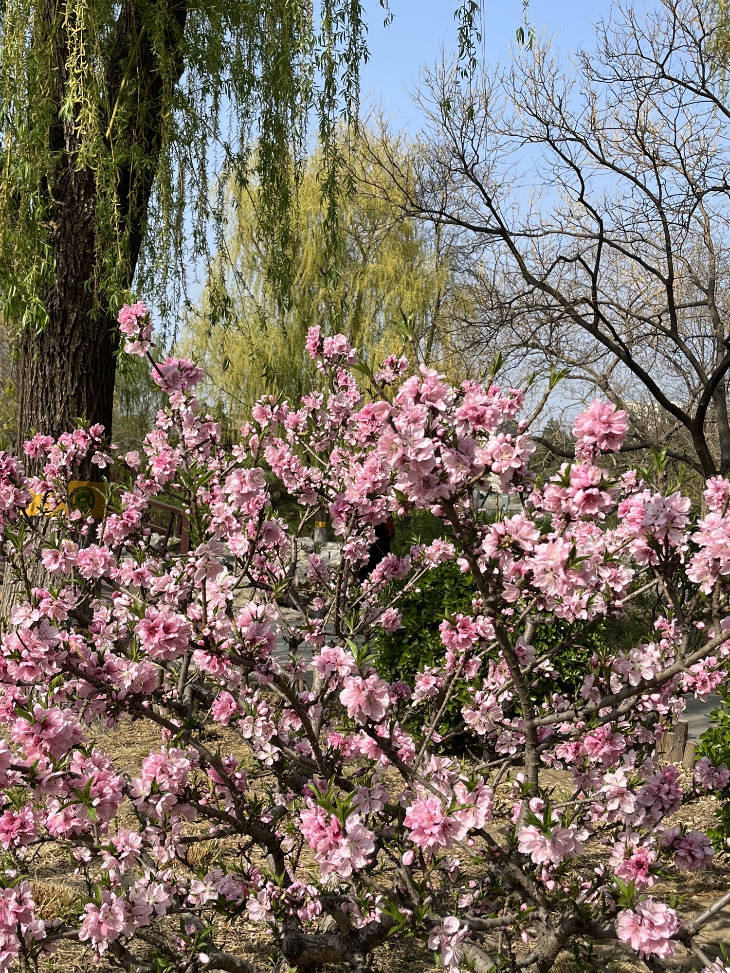 莲花池公园旅行图片 2