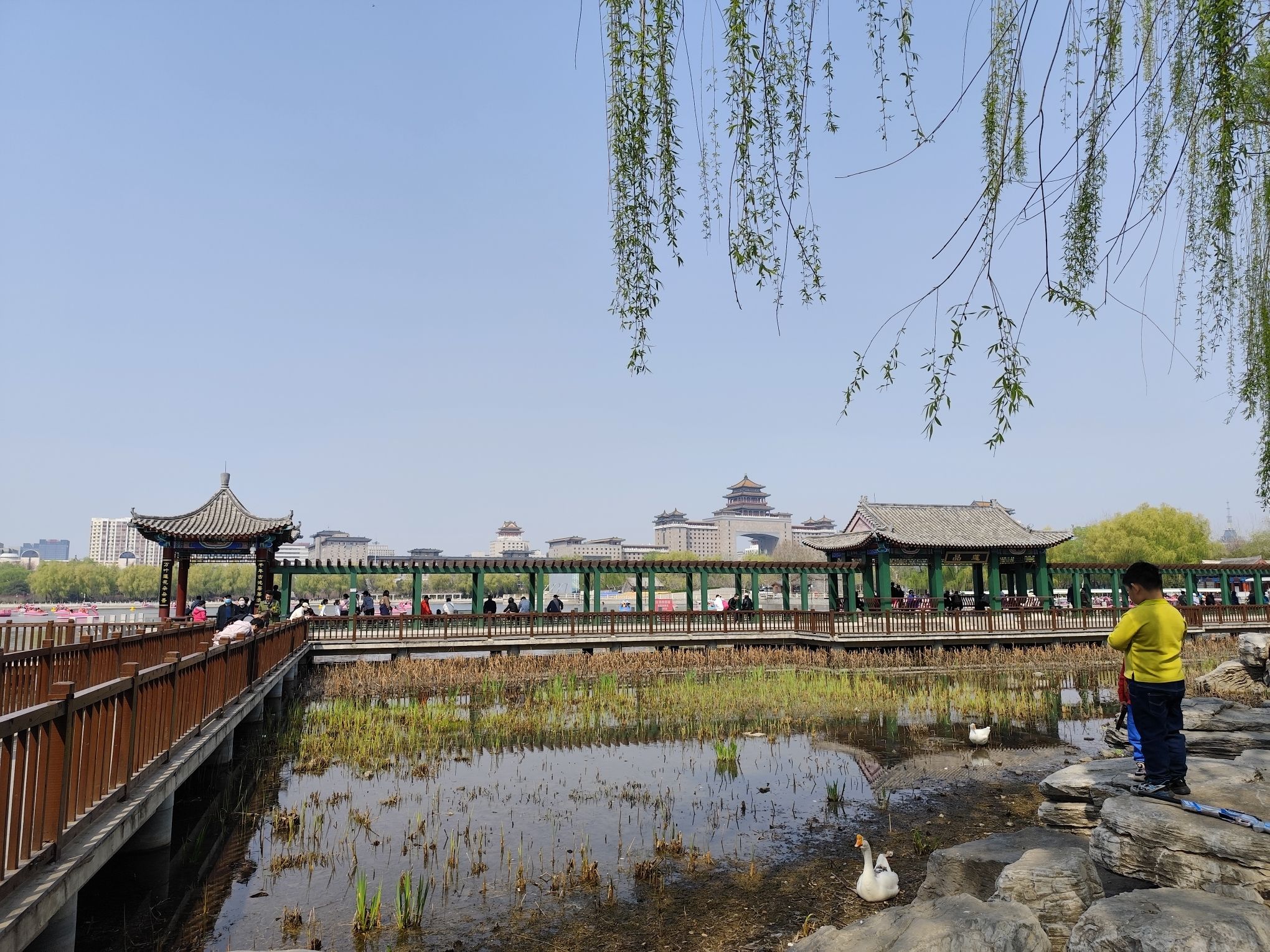 莲花池公园旅行图片 3