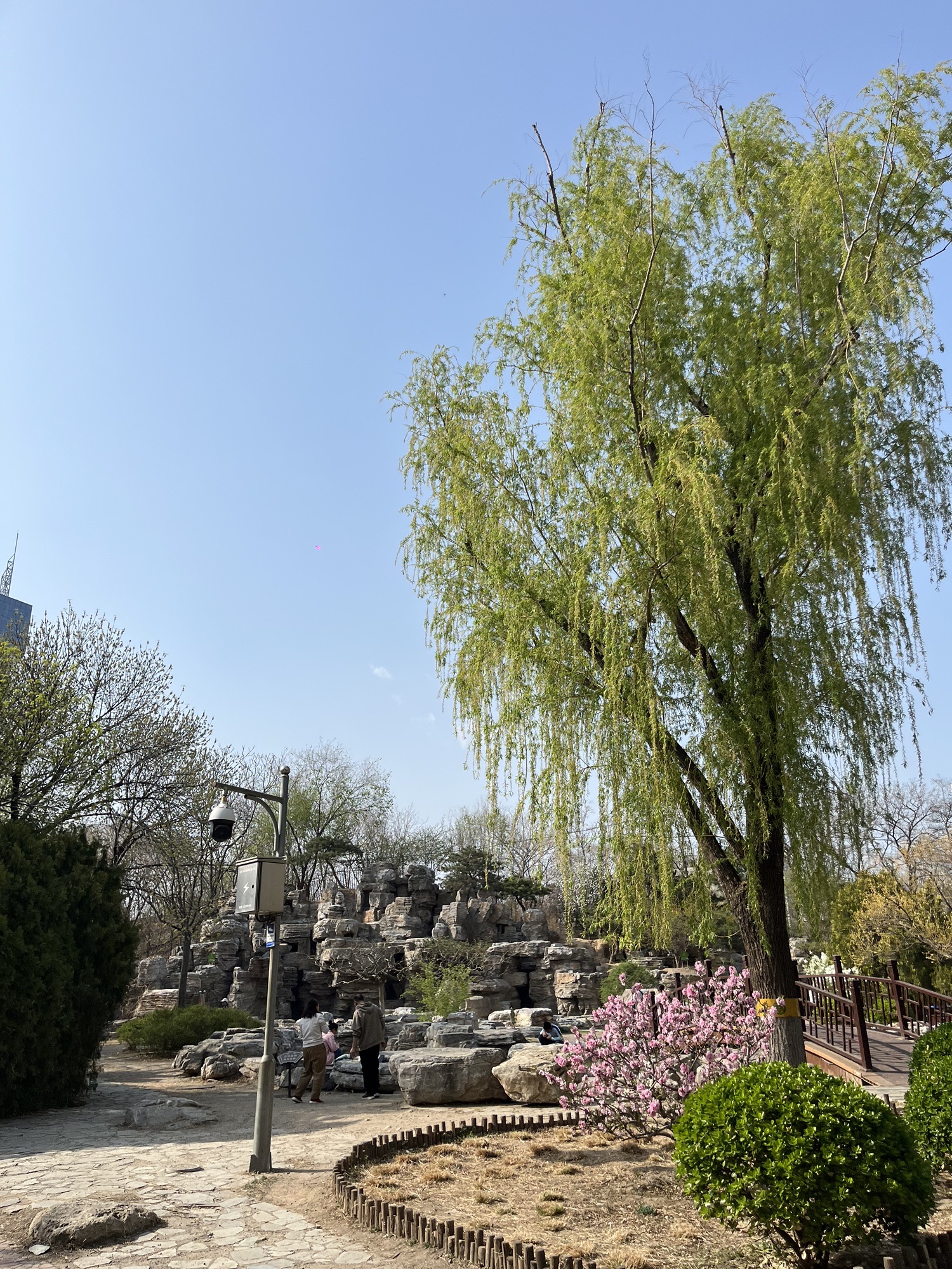 莲花池公园旅行图片 3