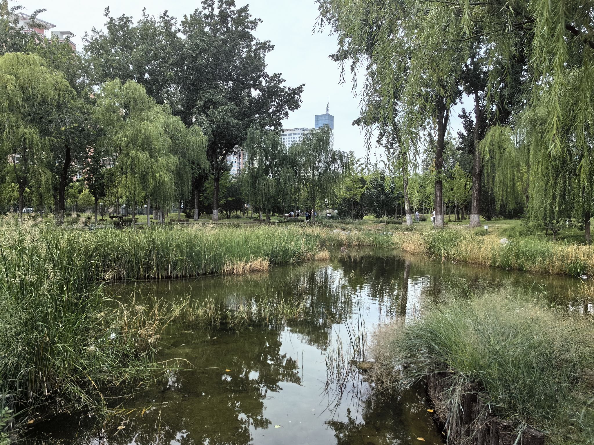 莲花池公园旅行图片 1