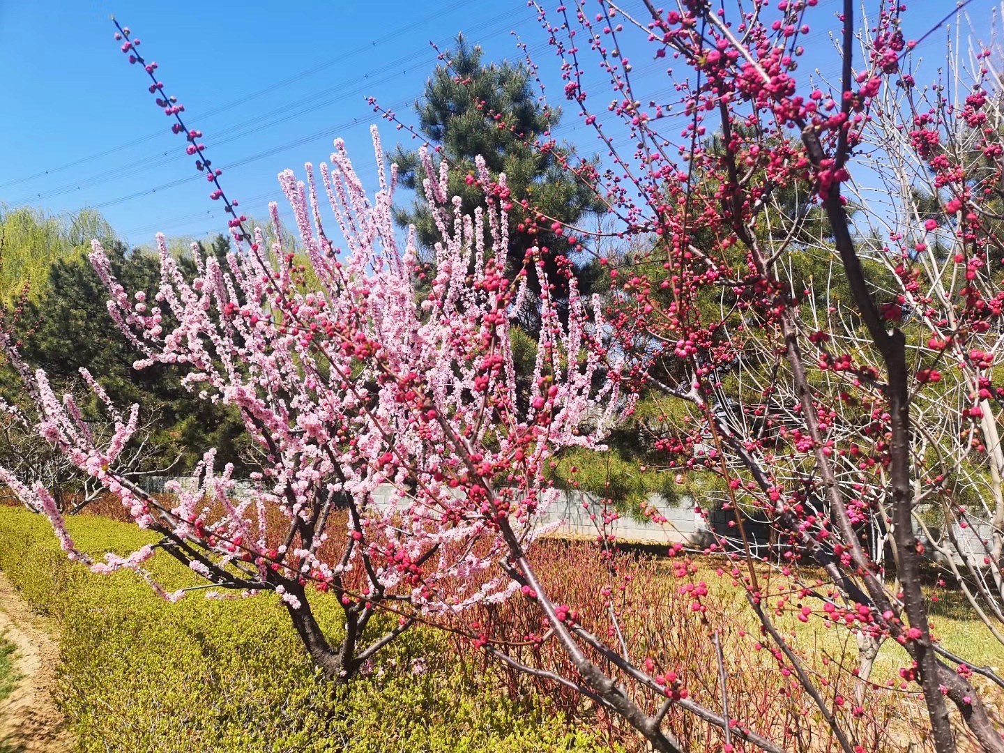 兴隆公园旅行图片 3