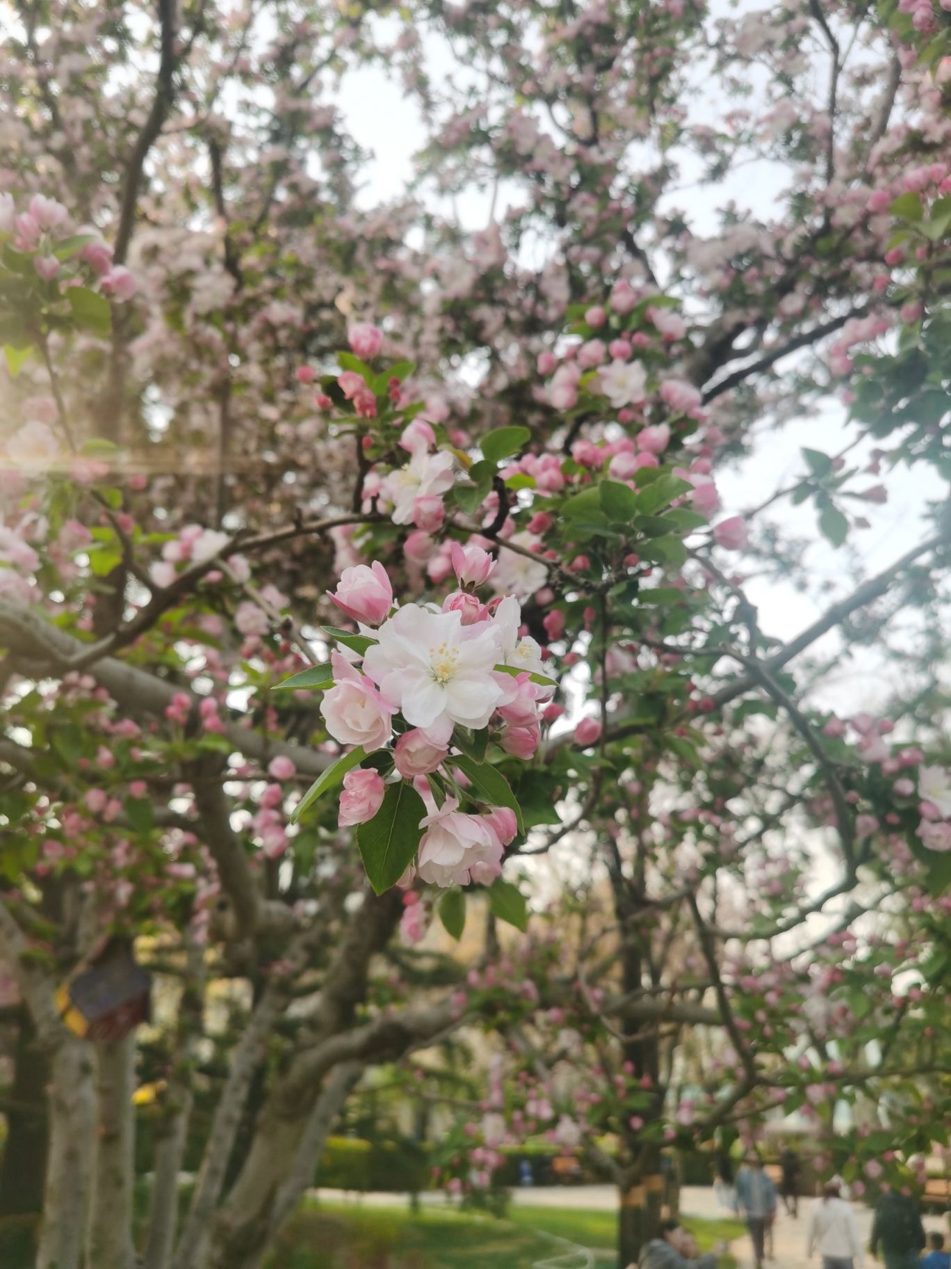 双秀公园旅行图片 3