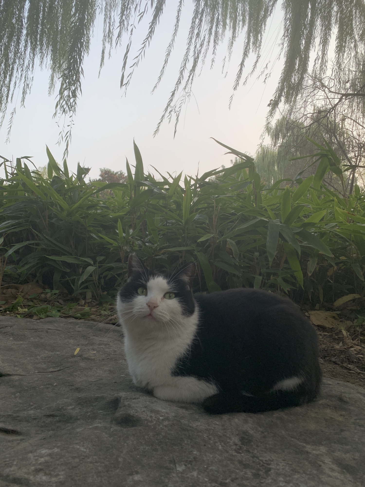 柳荫公园旅行图片 2