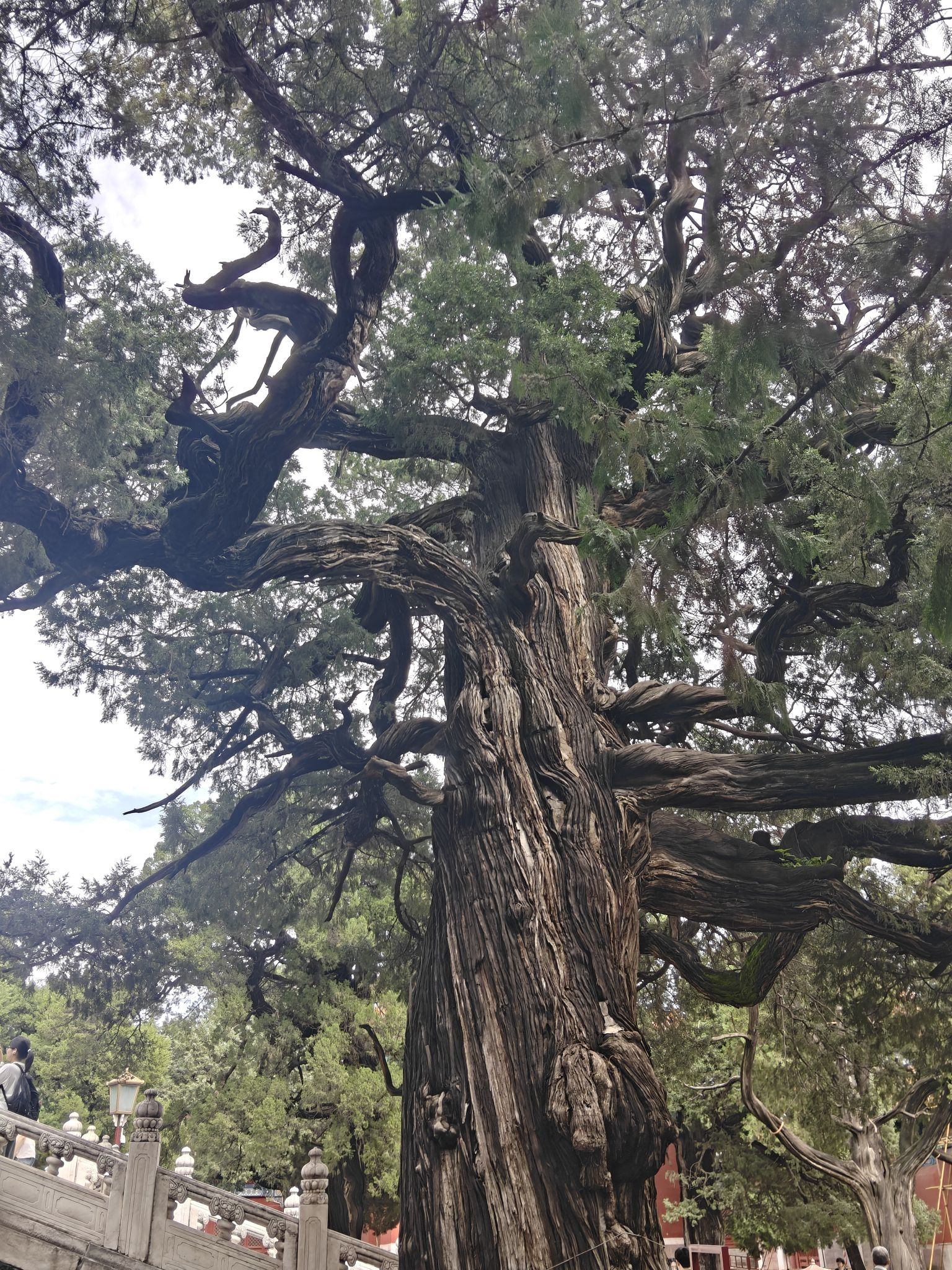 柳荫公园旅行图片 2