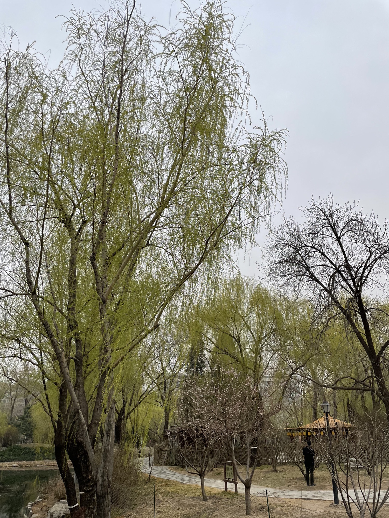 柳荫公园旅行图片 2