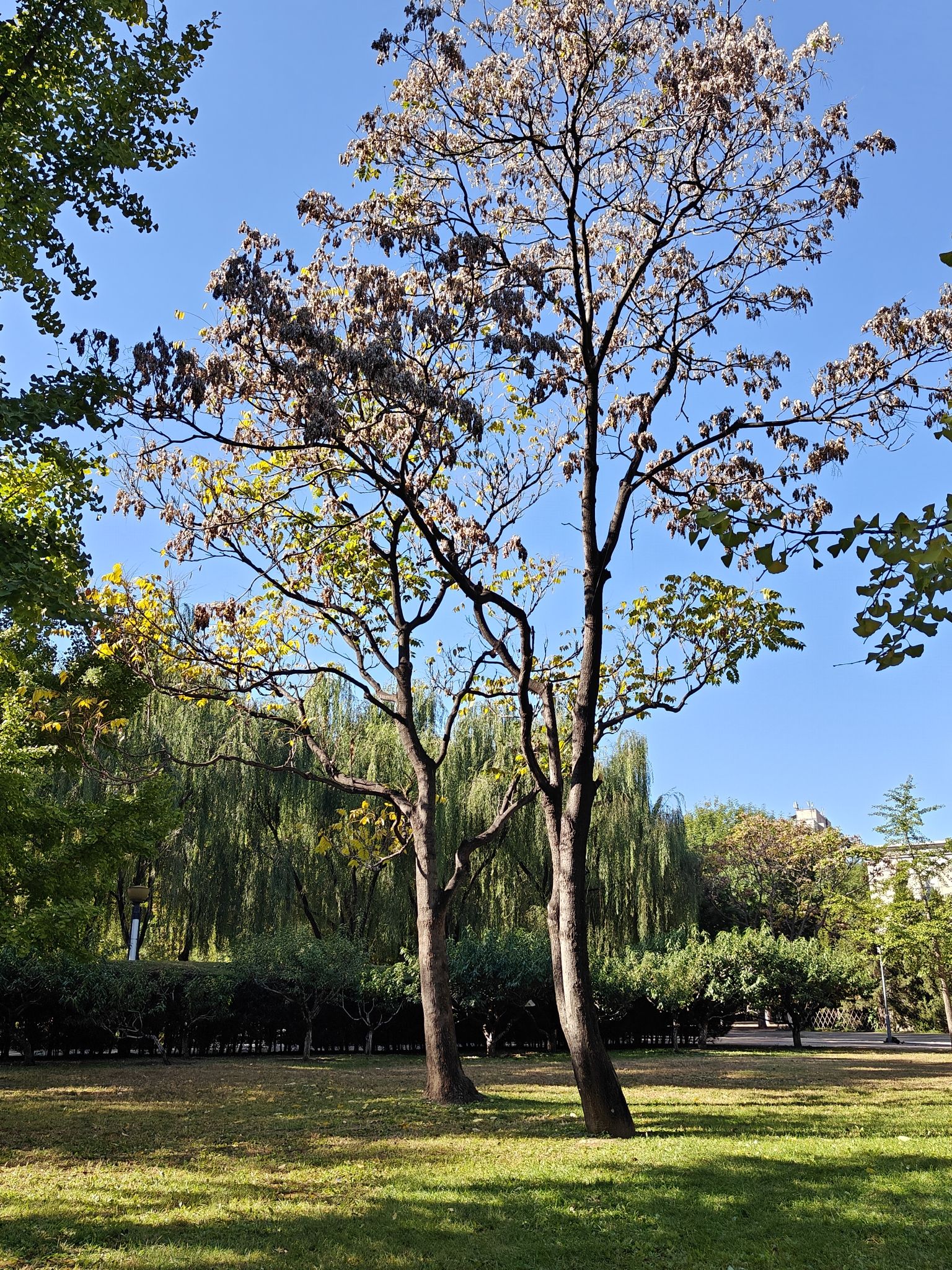 朝阳公园旅行图片 3