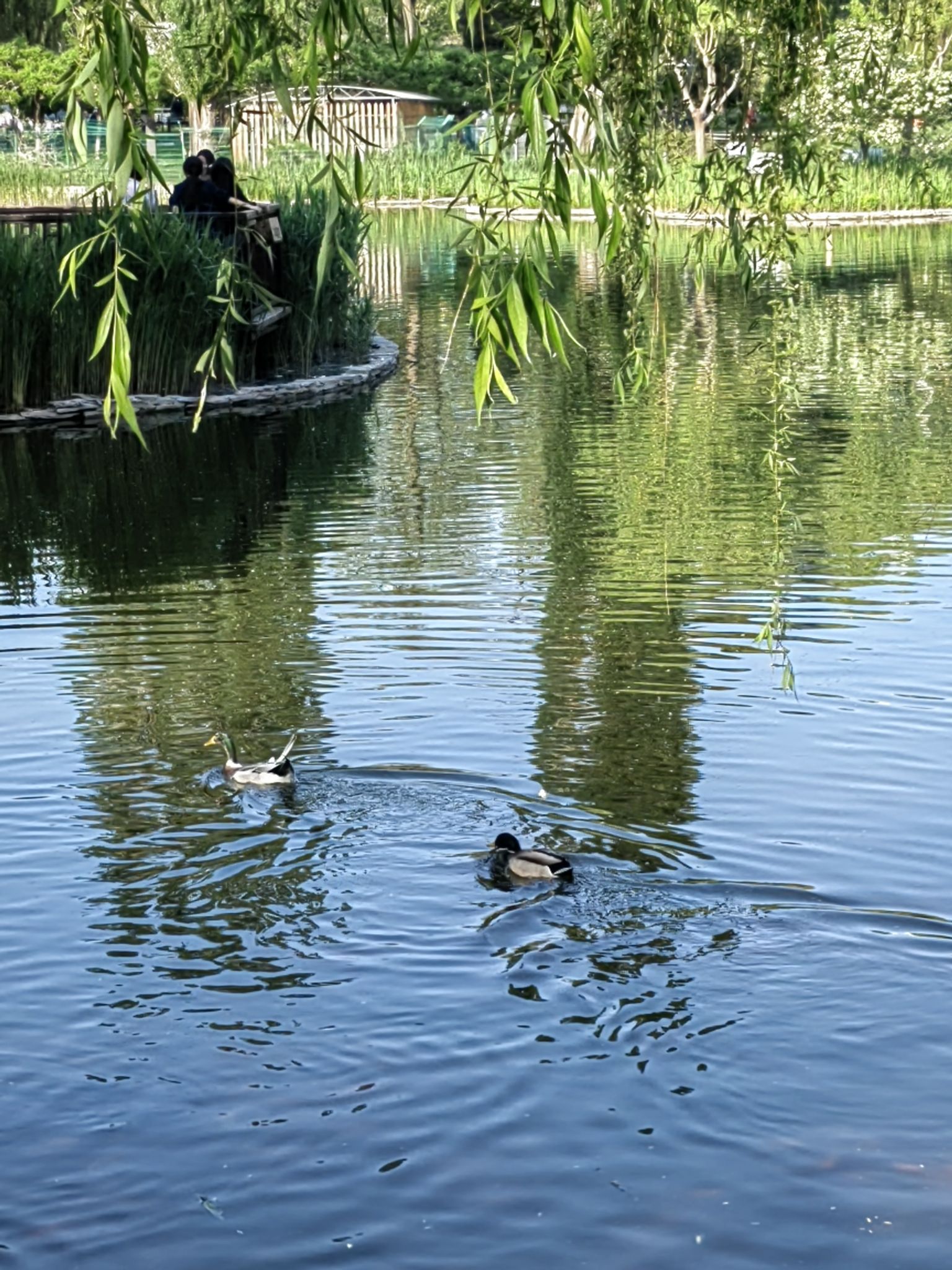 人定湖公园旅行图片 1