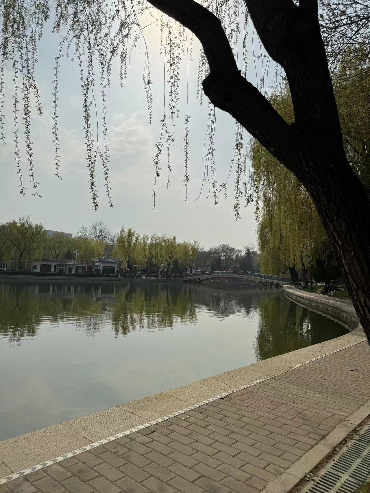 青年湖全龄友好公园旅行图片 3