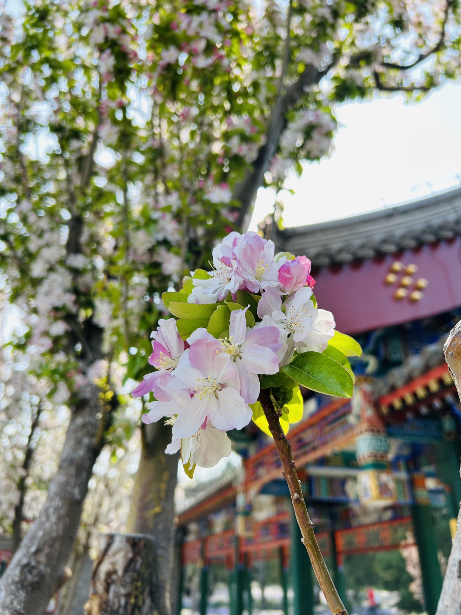 景山公园旅行图片 2