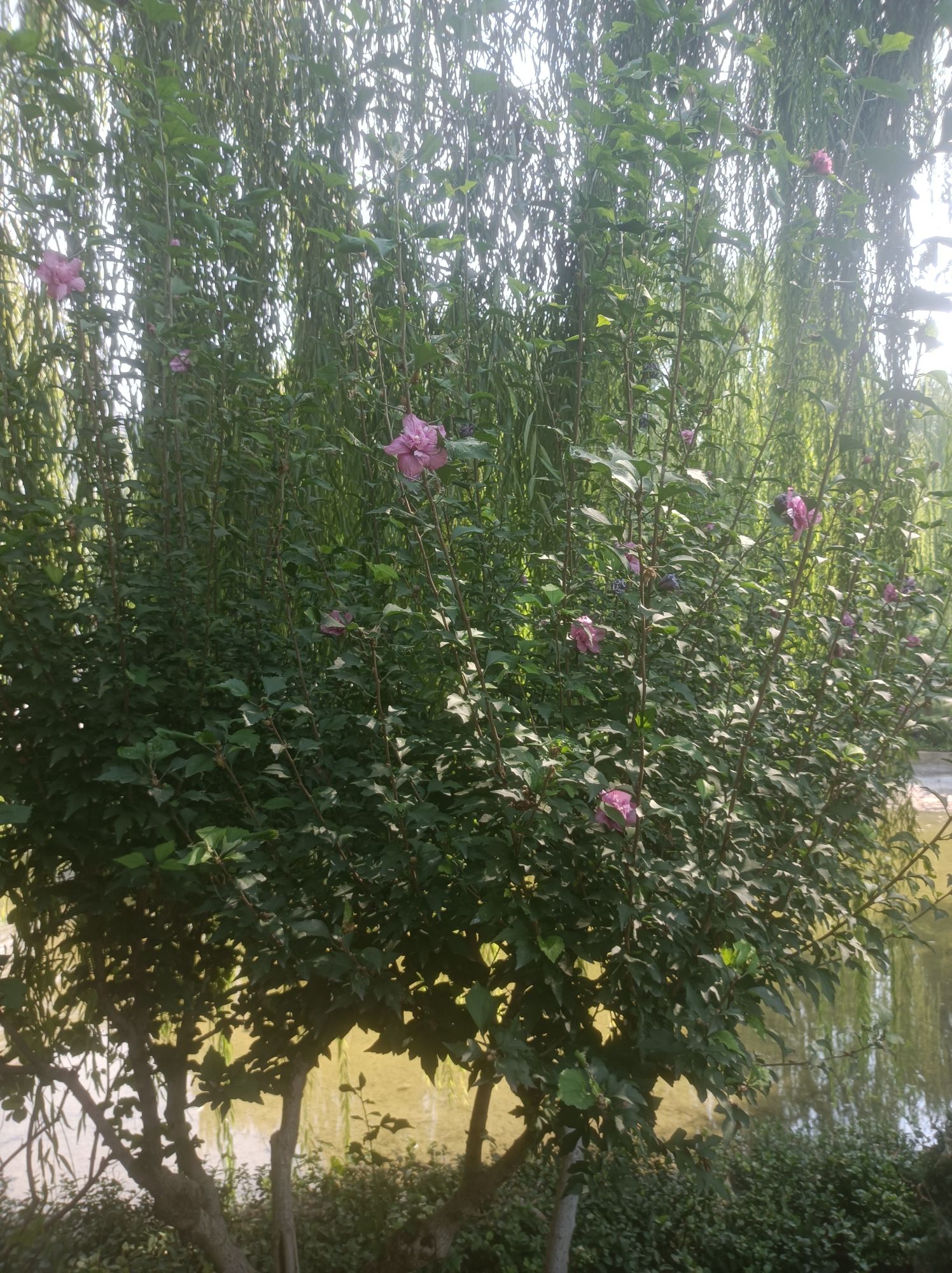 万芳亭公园旅行图片 1