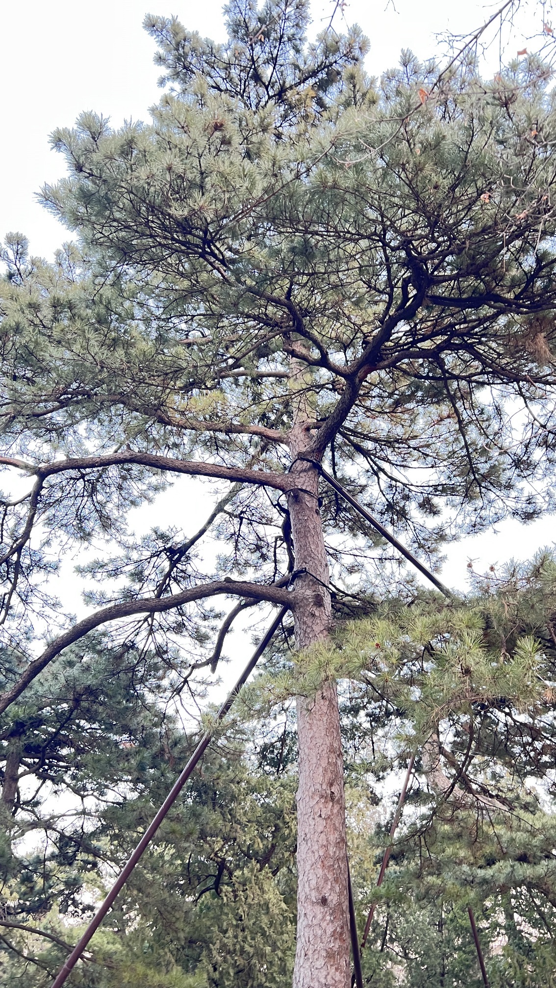 香山公园旅行图片