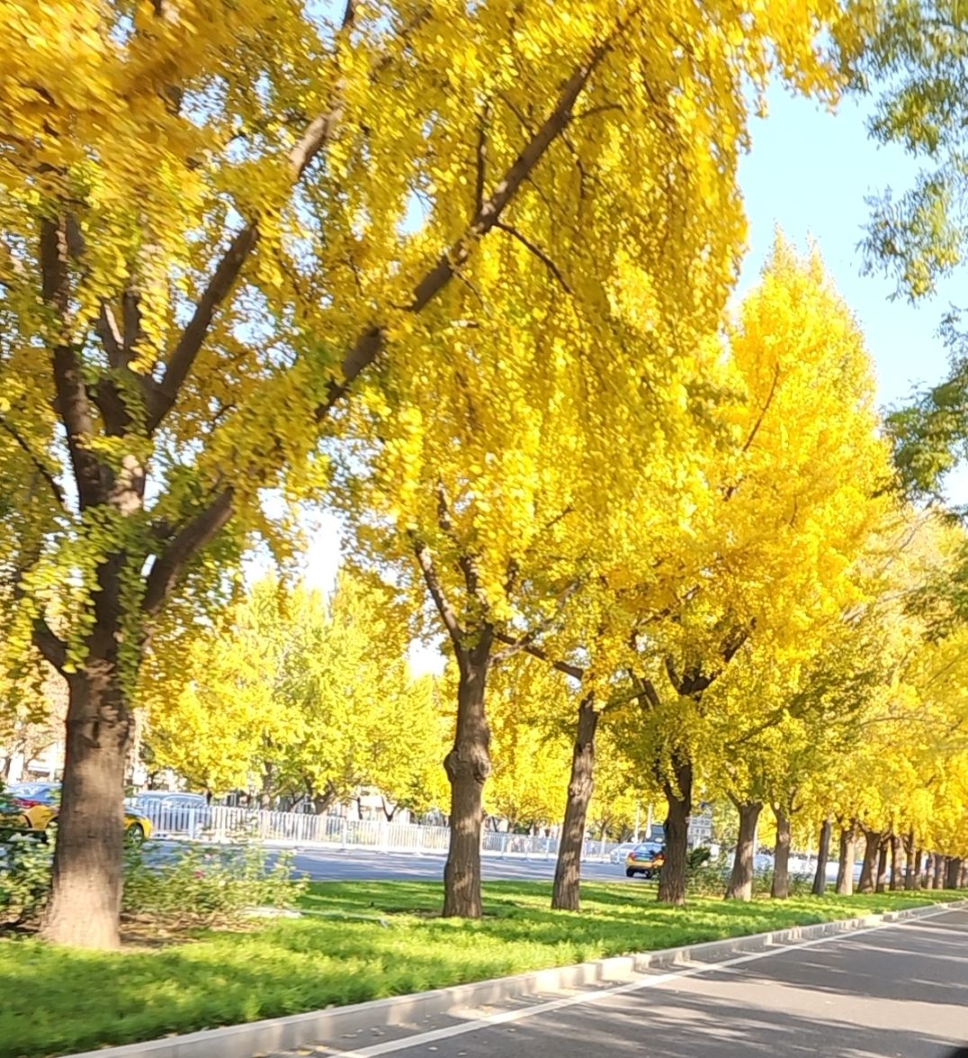 香山公园旅行图片 2
