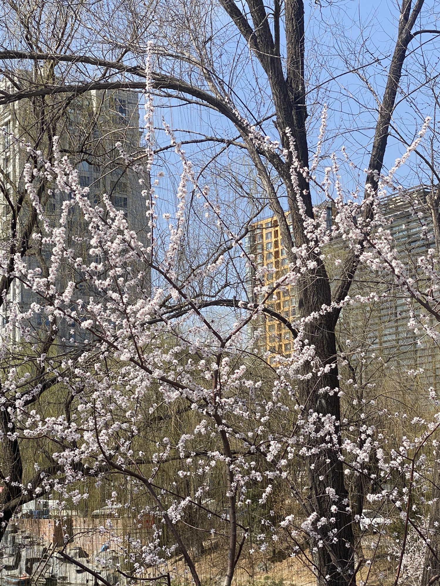 北二环城市公园旅行图片 1