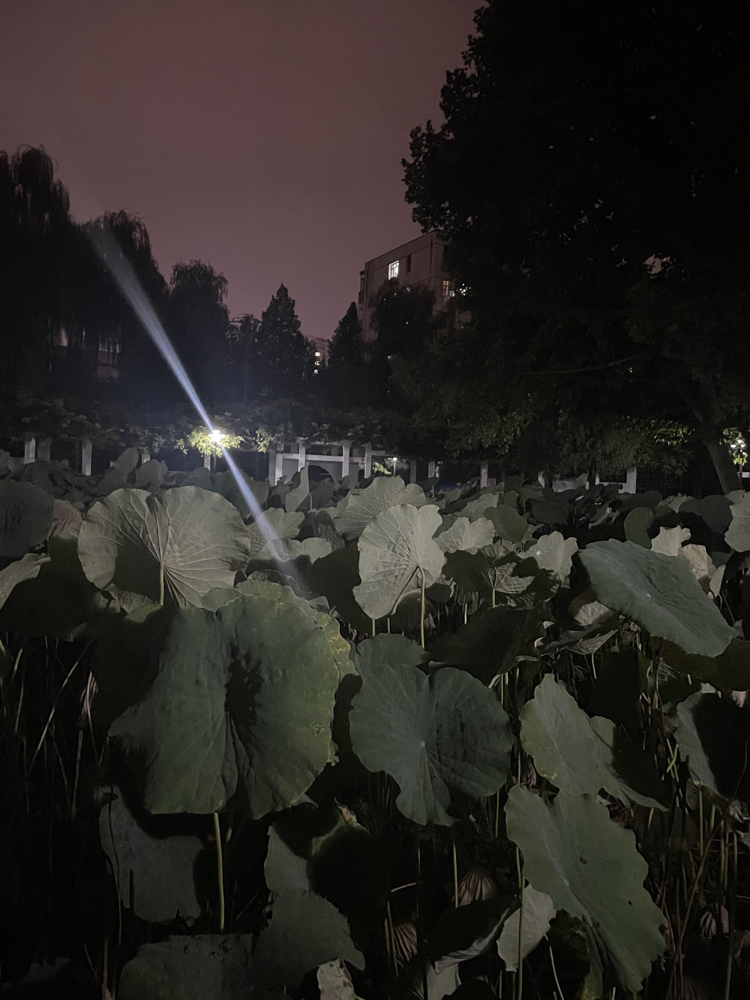 滨湖万米健身公园旅行图片 1