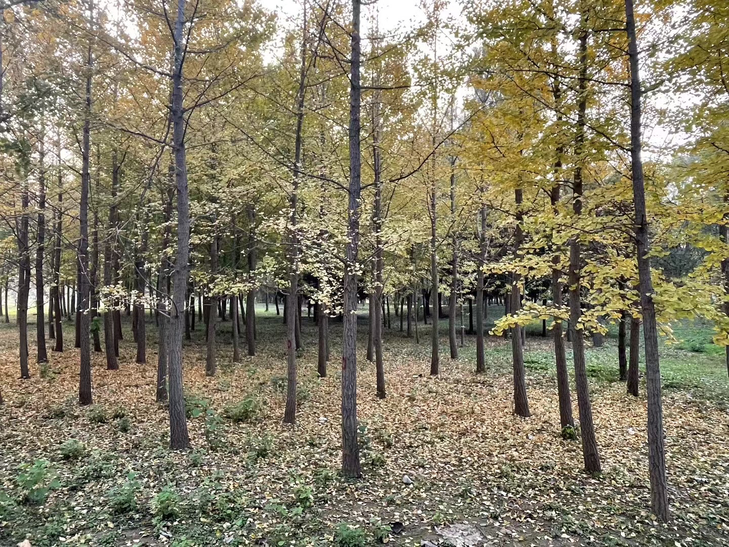 常营马拉松体育公园旅行图片 3