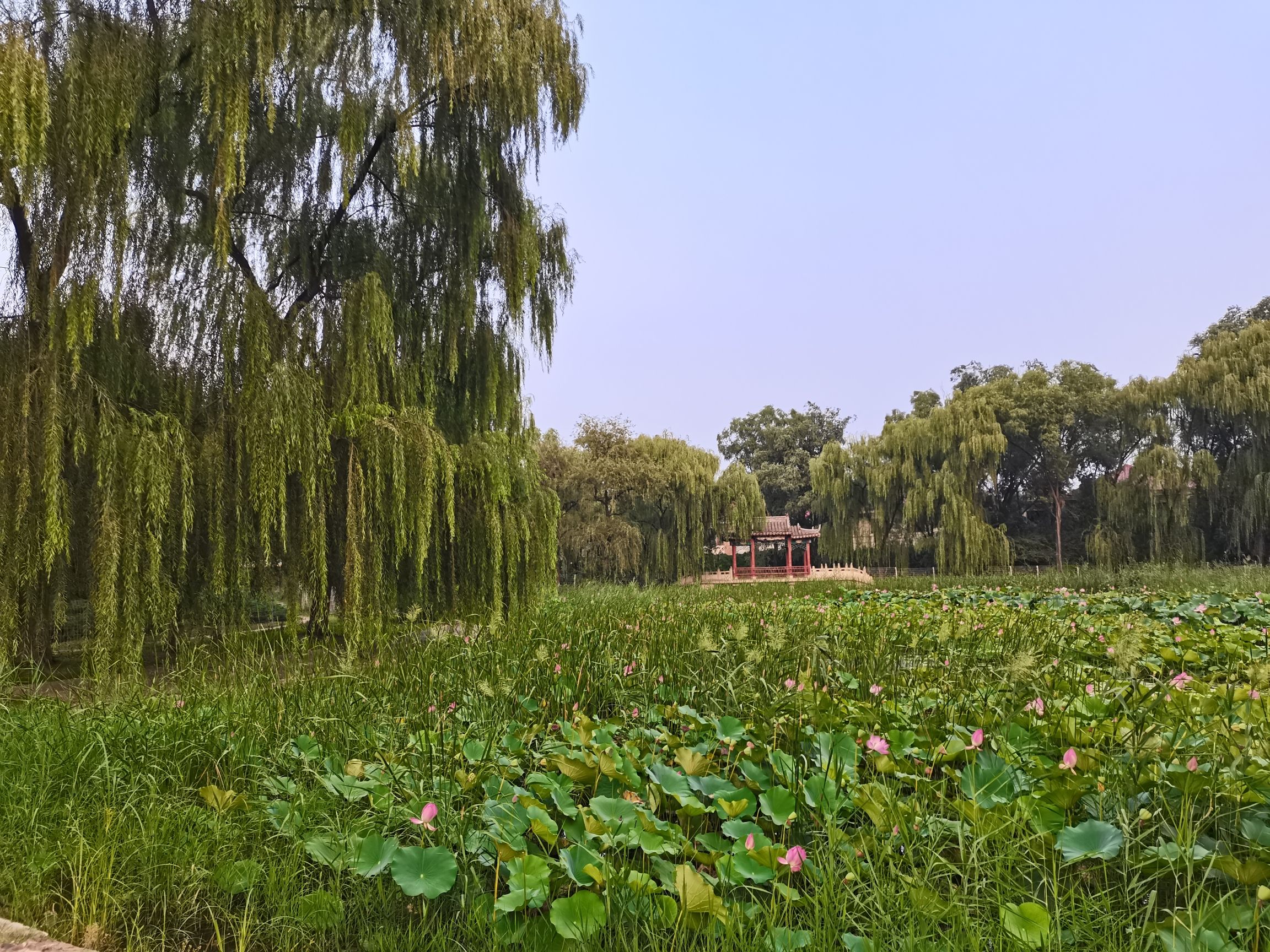 望京公园旅行图片 2