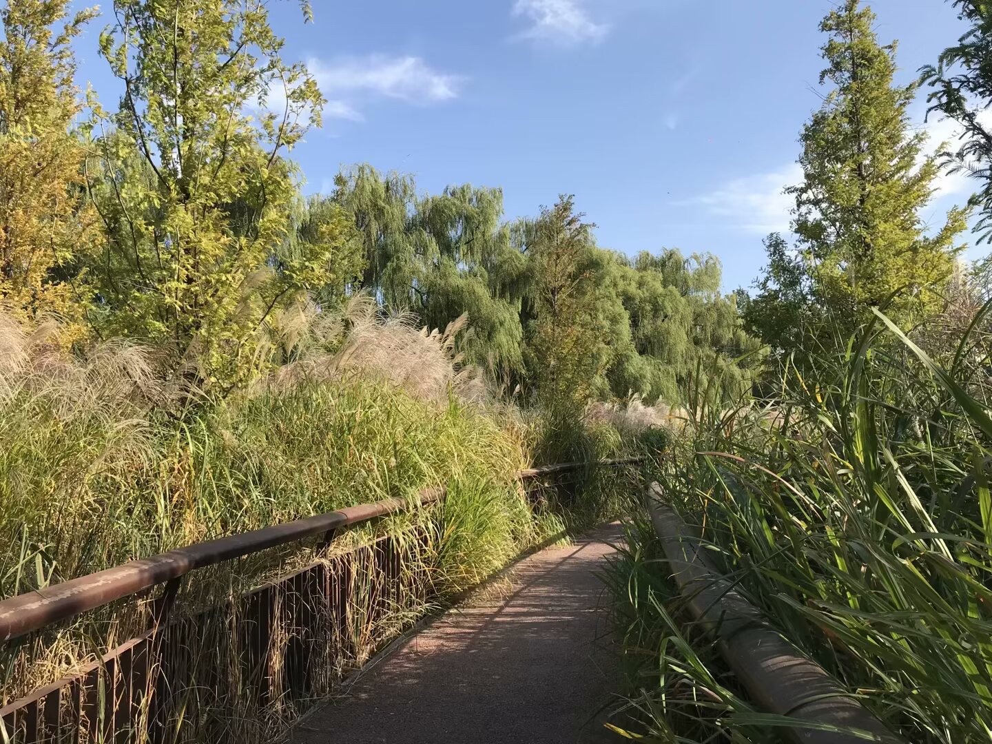 红领巾公园旅行图片 3