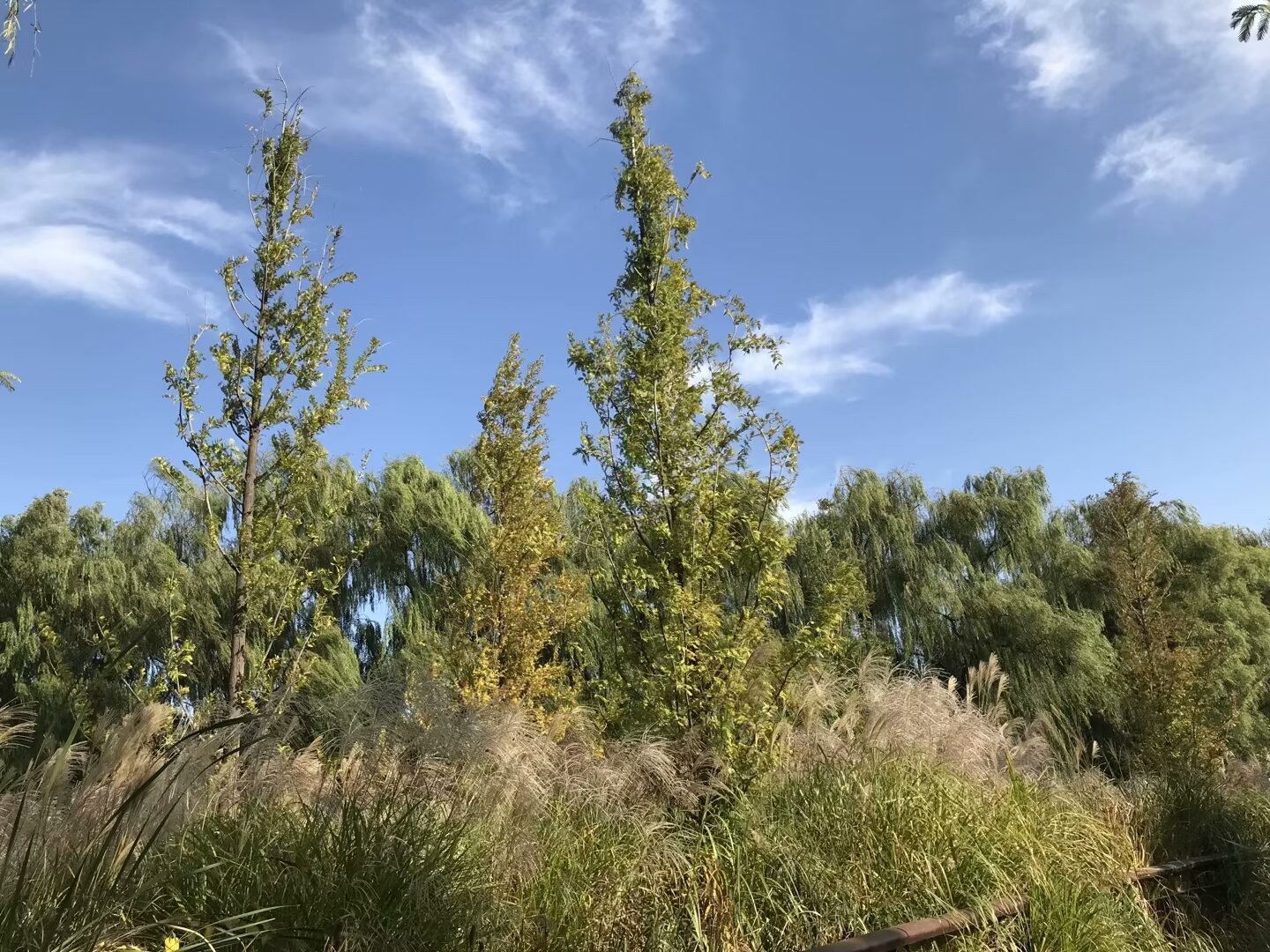 红领巾公园旅行图片 1