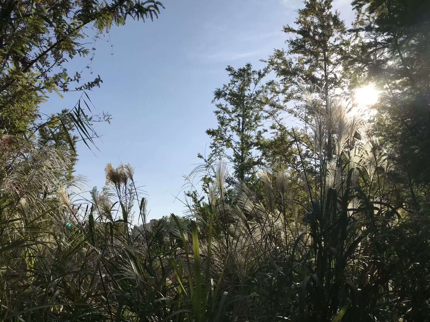 红领巾公园旅行图片 2
