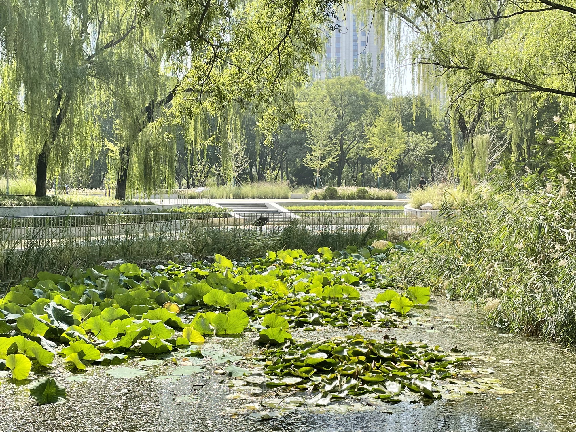 黄渠公园旅行图片 1