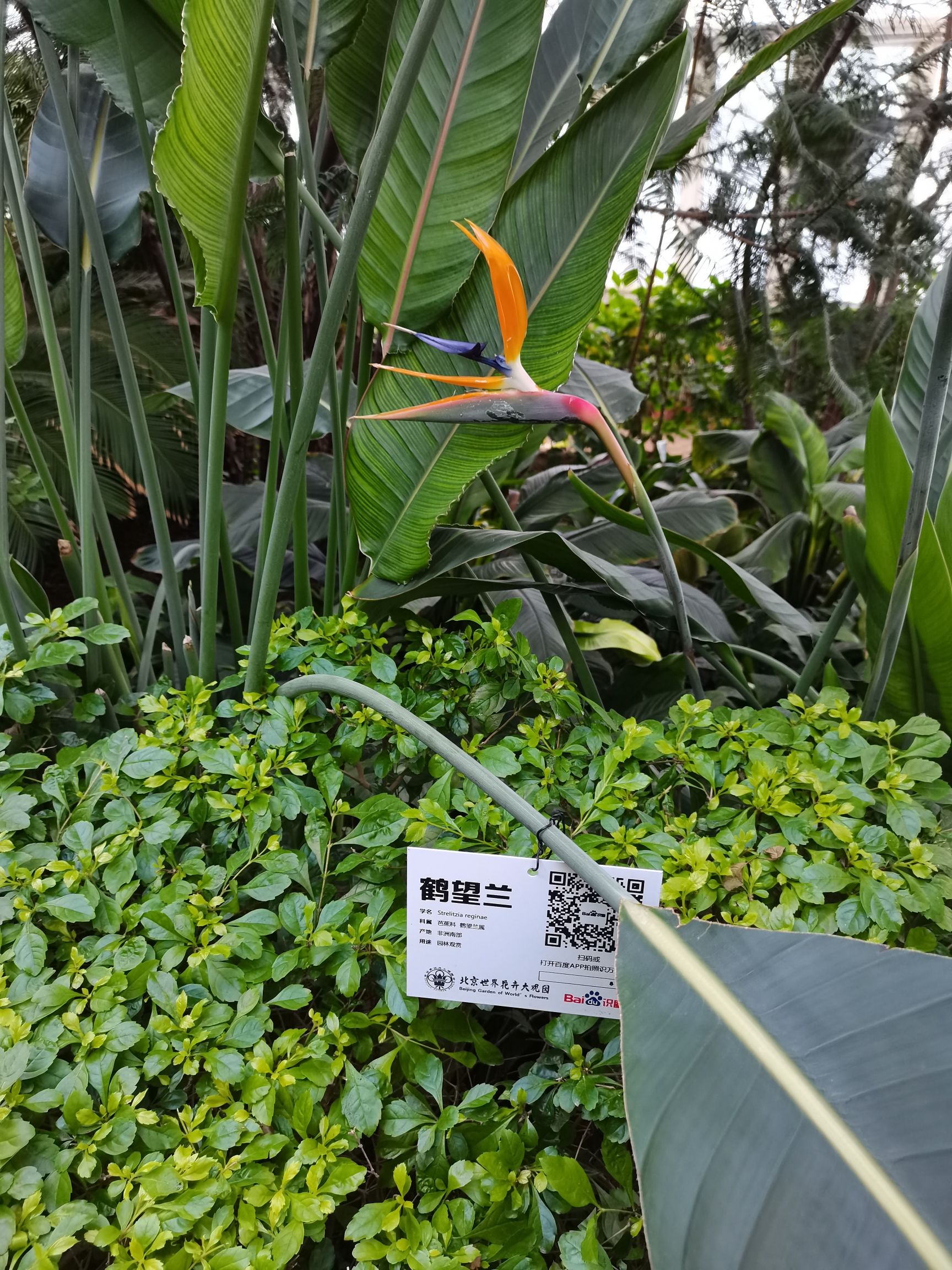 世界花卉大观园旅行图片 2