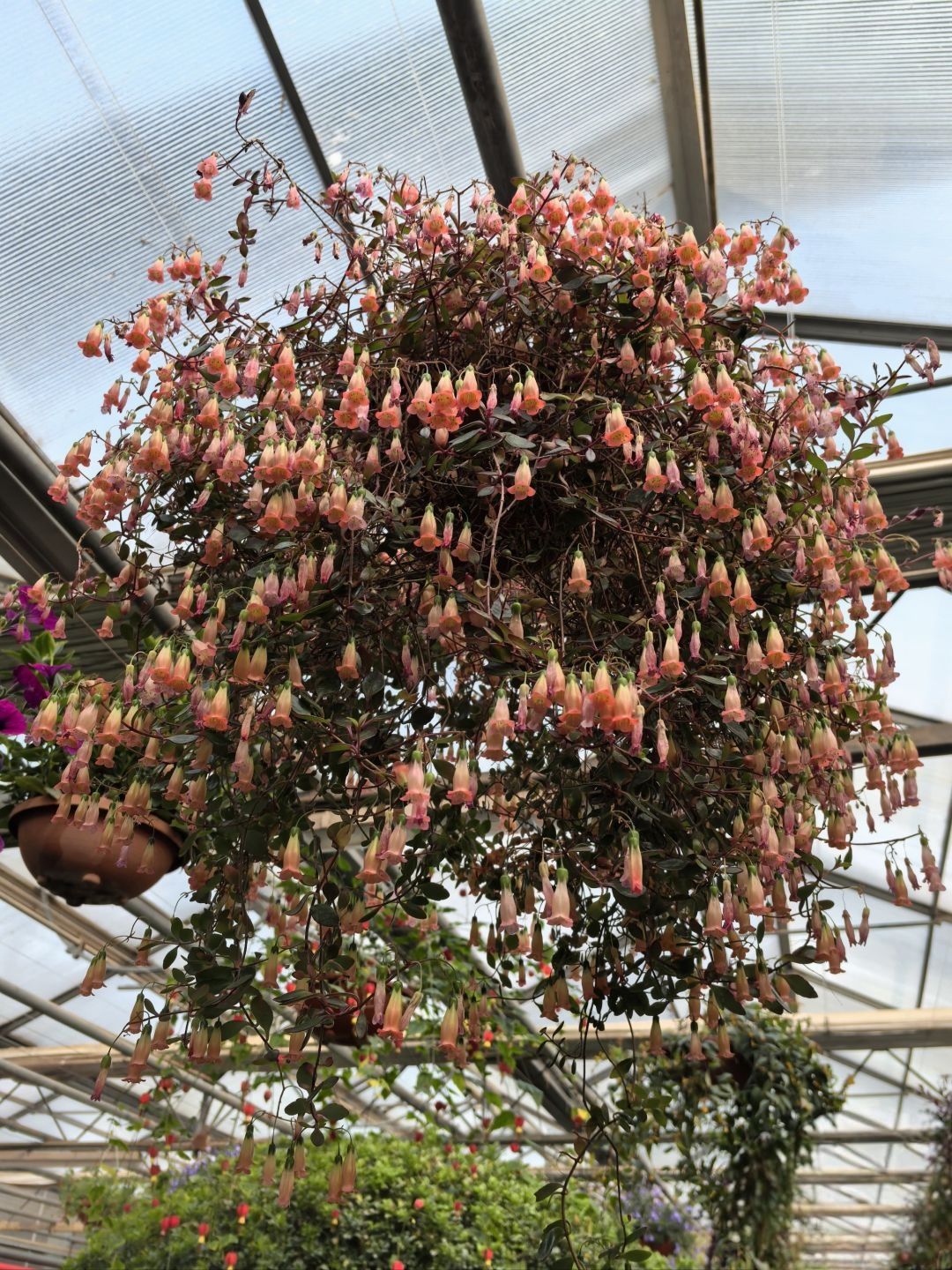世界花卉大观园旅行图片 2