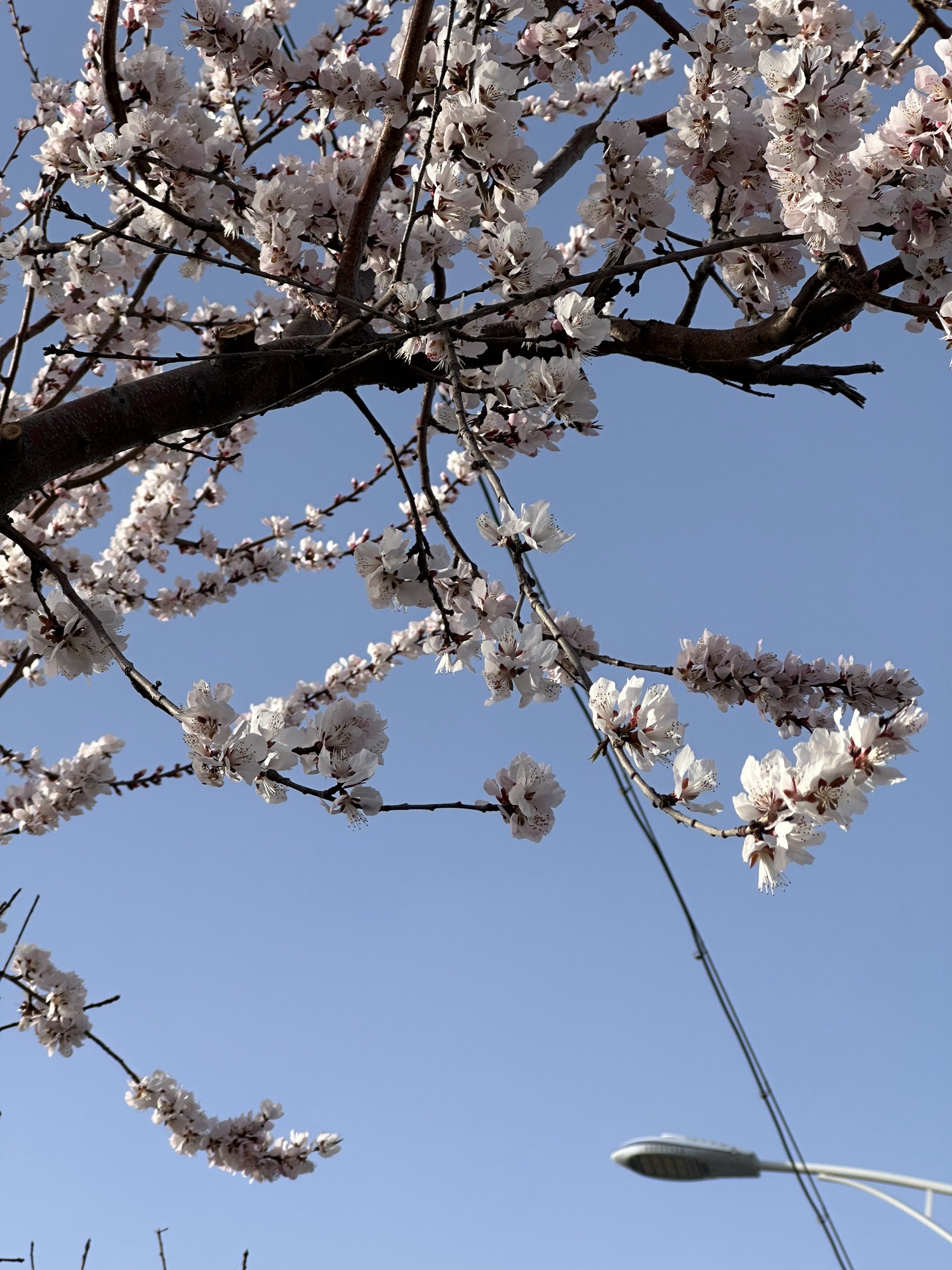 顺义公园旅行图片 3