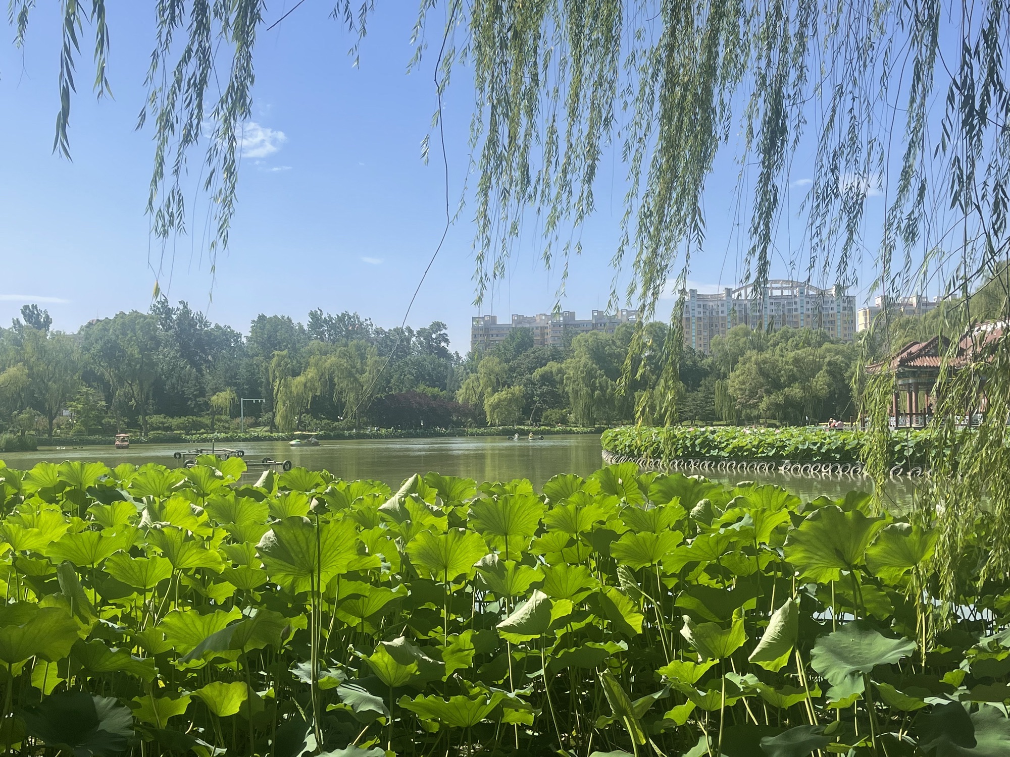 顺义公园旅行图片 3